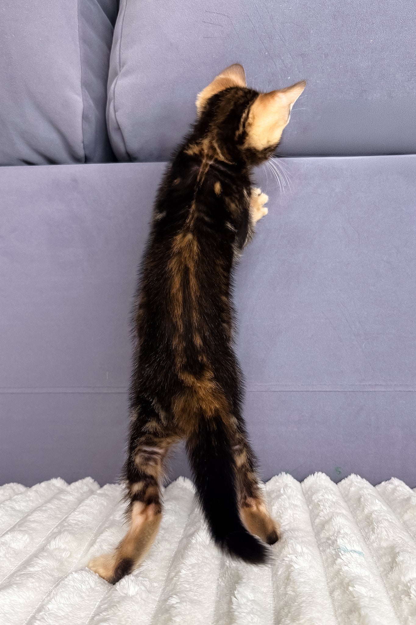 Lucky | Bengal Kitten - Image 5