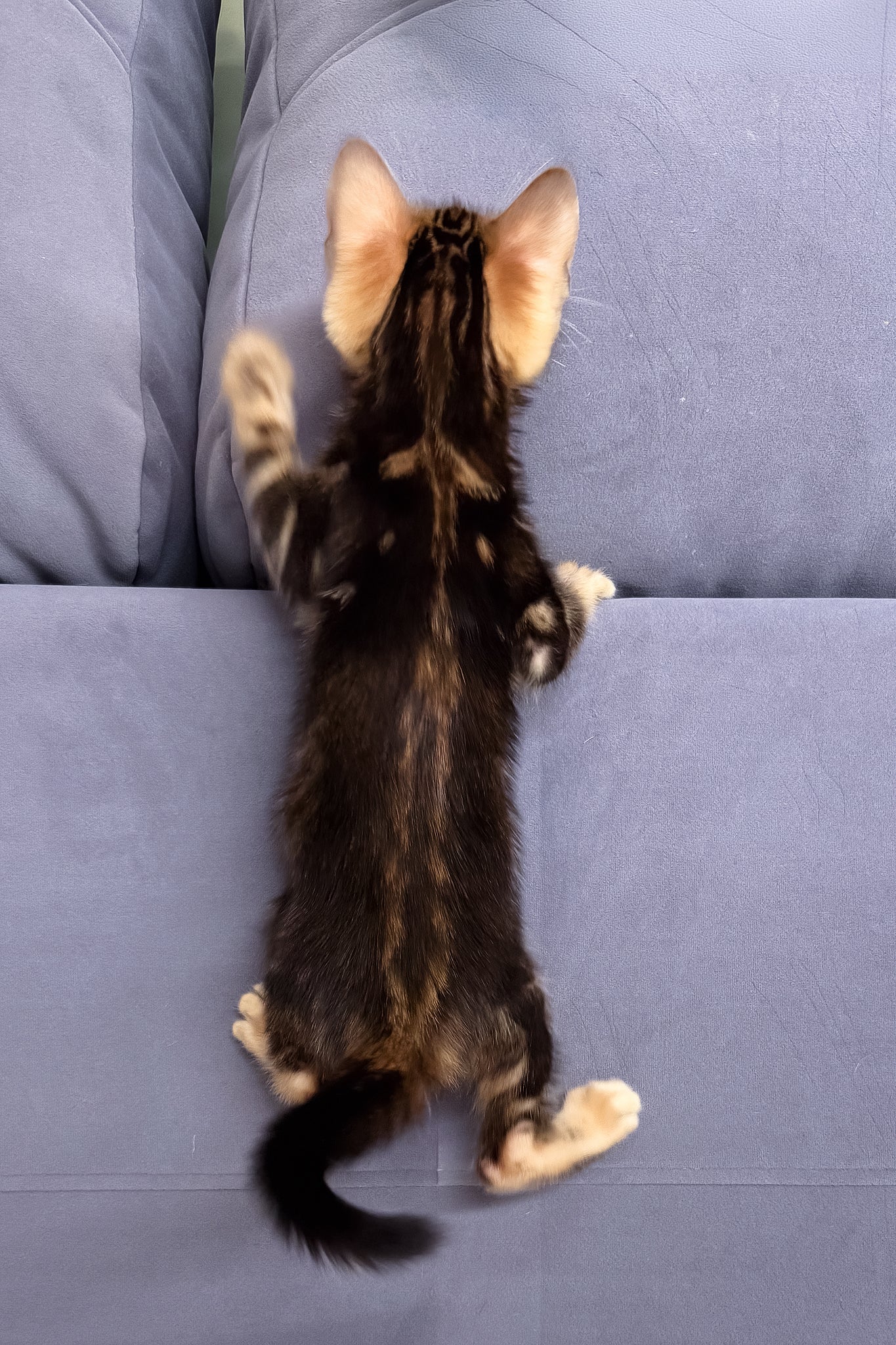 Lucky | Bengal Kitten - Image 6