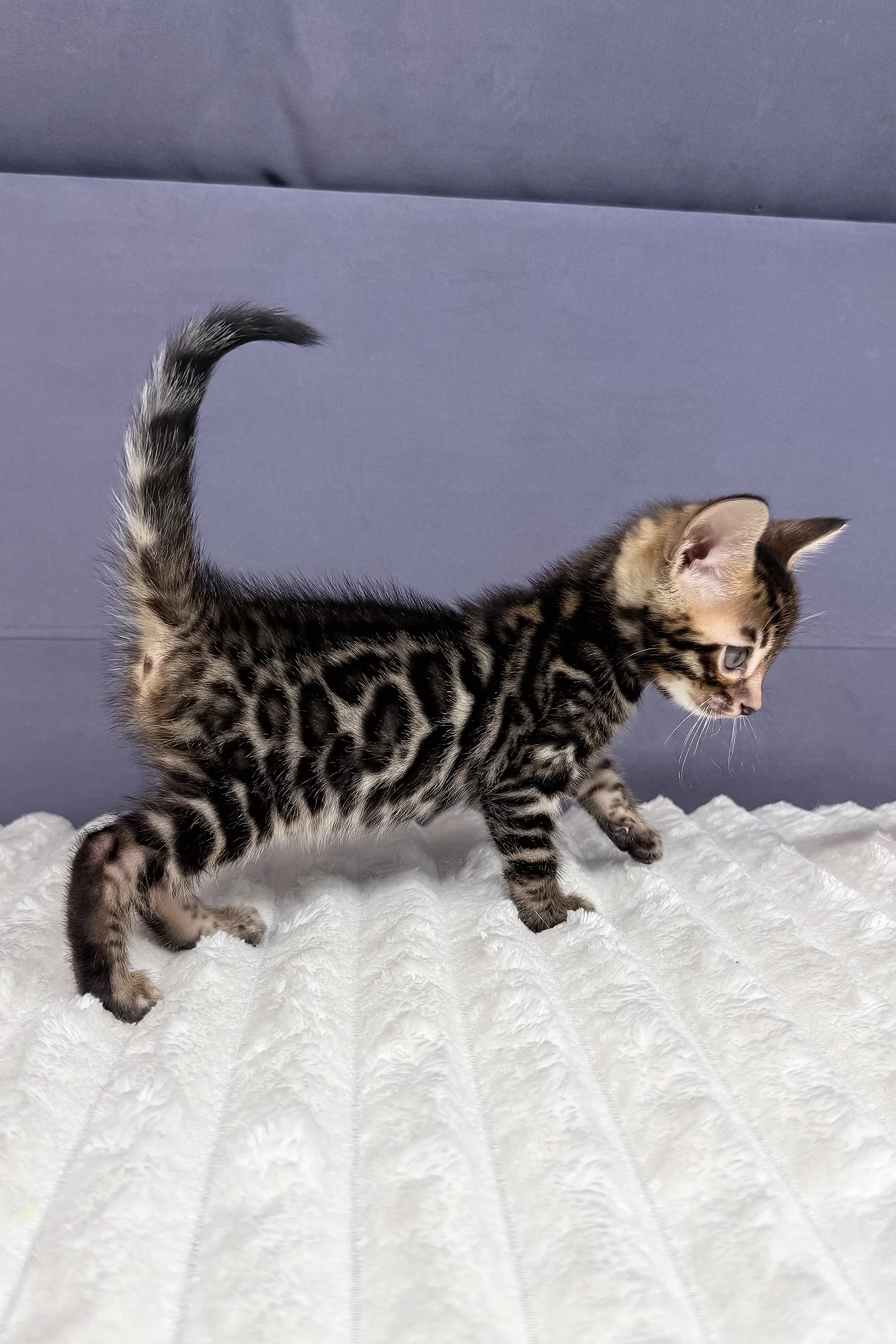 Major | Bengal Kitten - Image 3