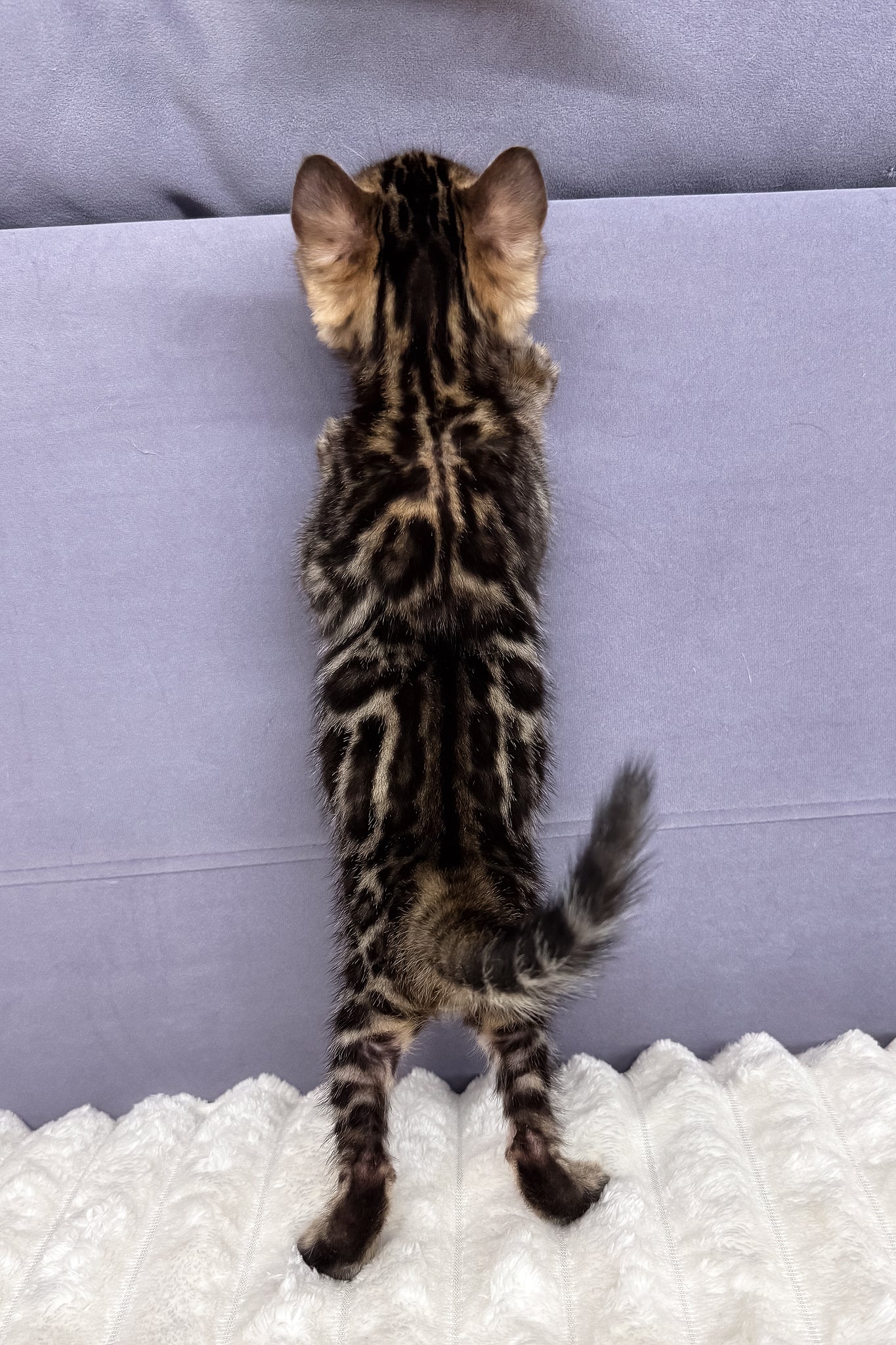 Major | Bengal Kitten - Image 6