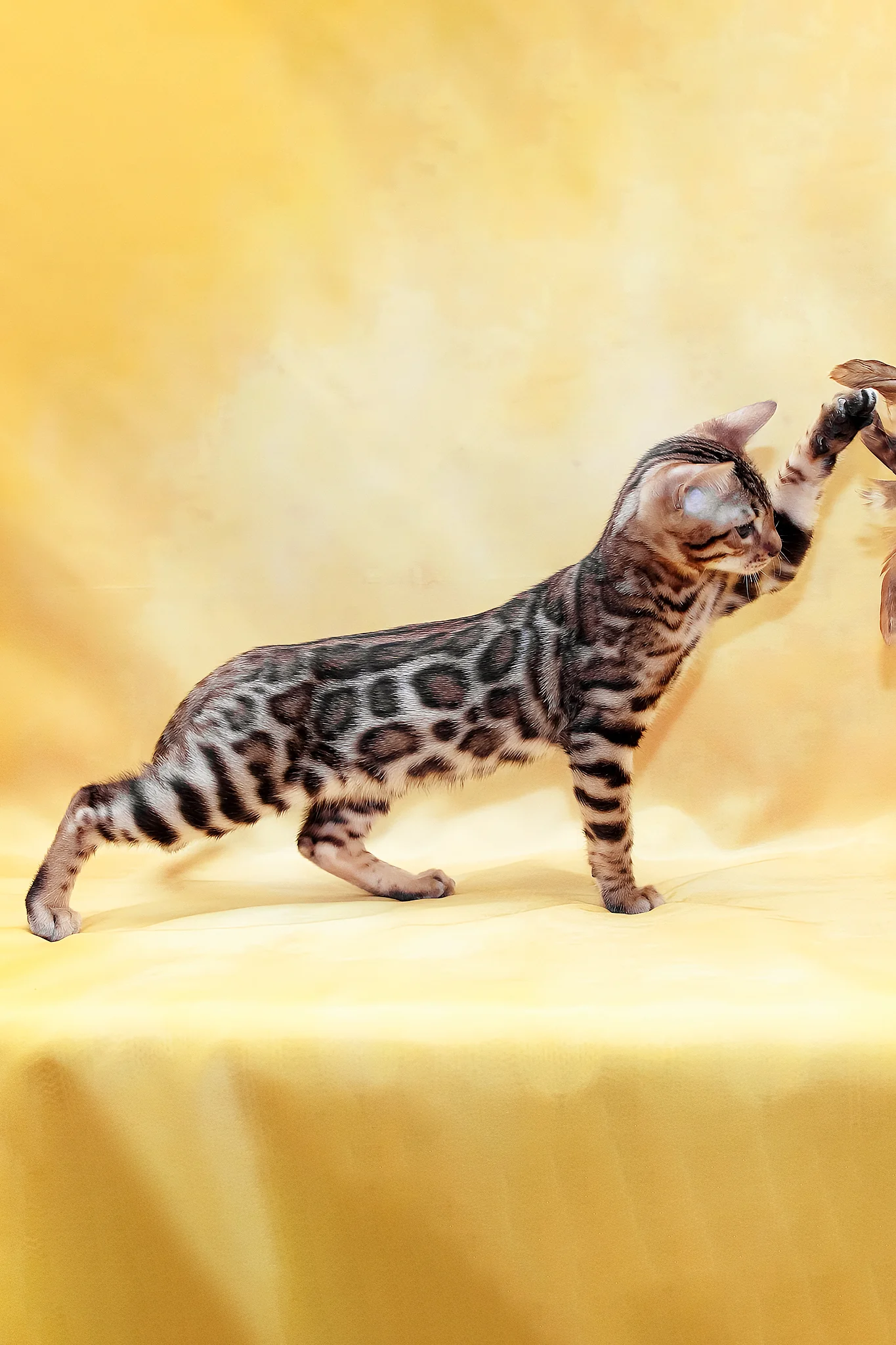 Marvel | Bengal Kitten - Image 5
