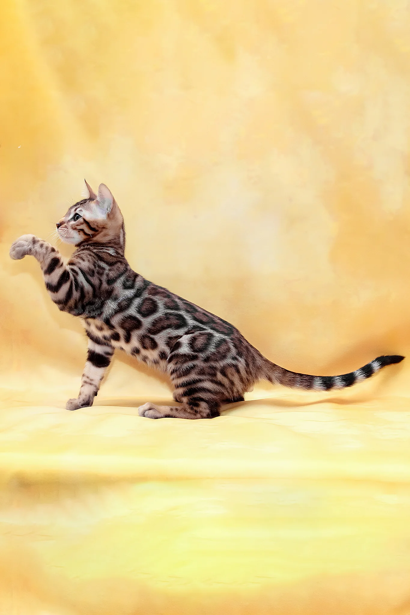 Marvel | Bengal Kitten - Image 6
