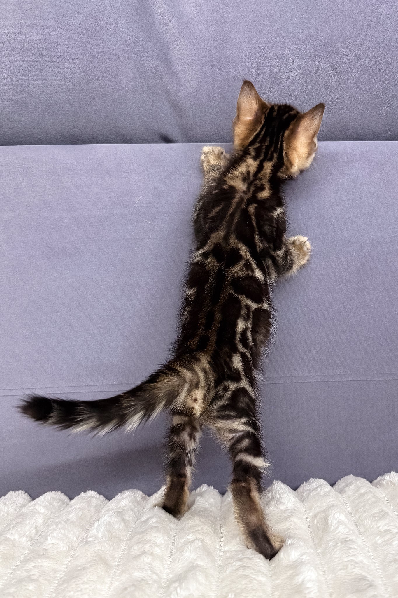 Michael | Bengal Kitten - Image 3