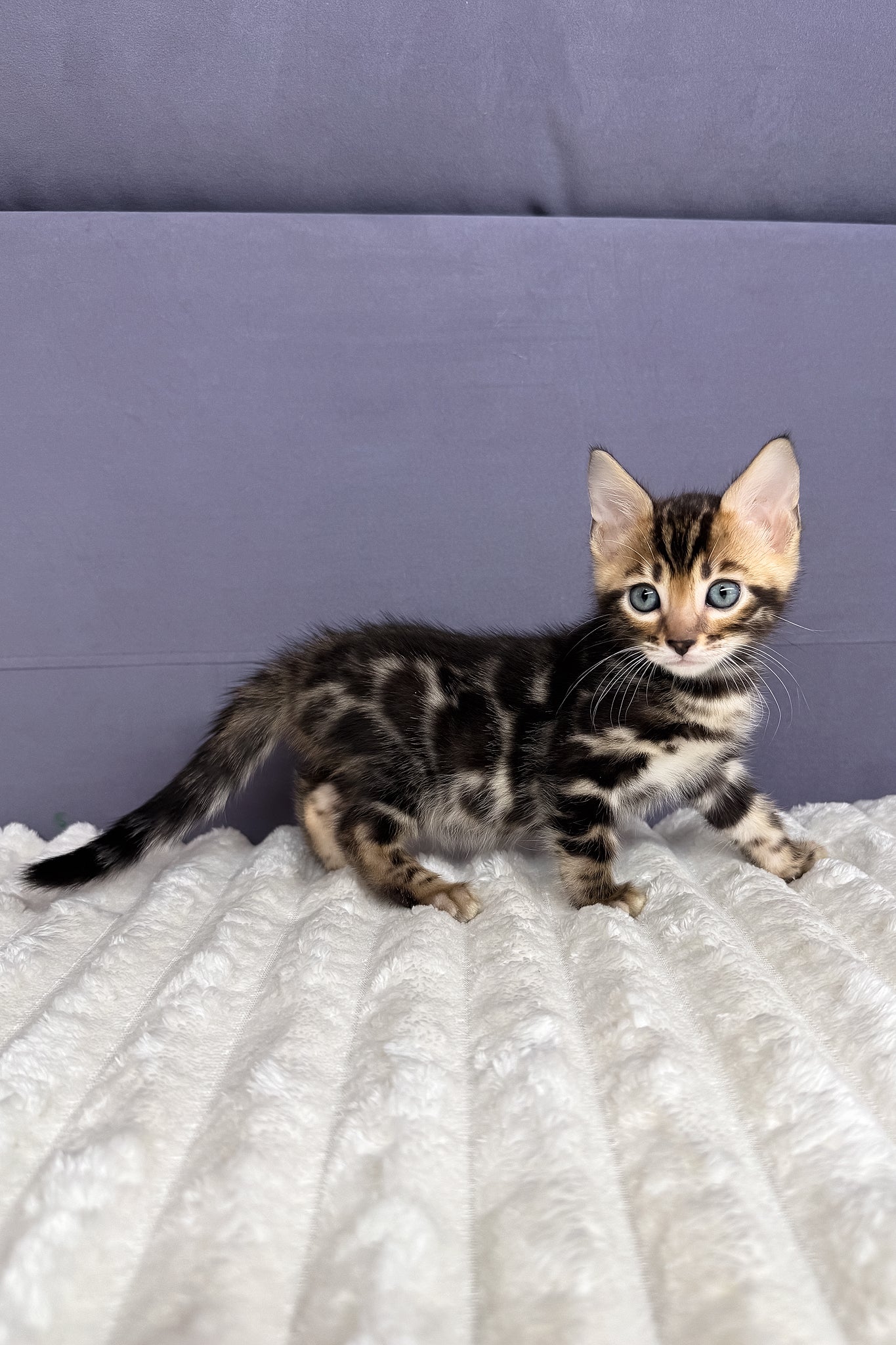 Michael | Bengal Kitten - Image 4