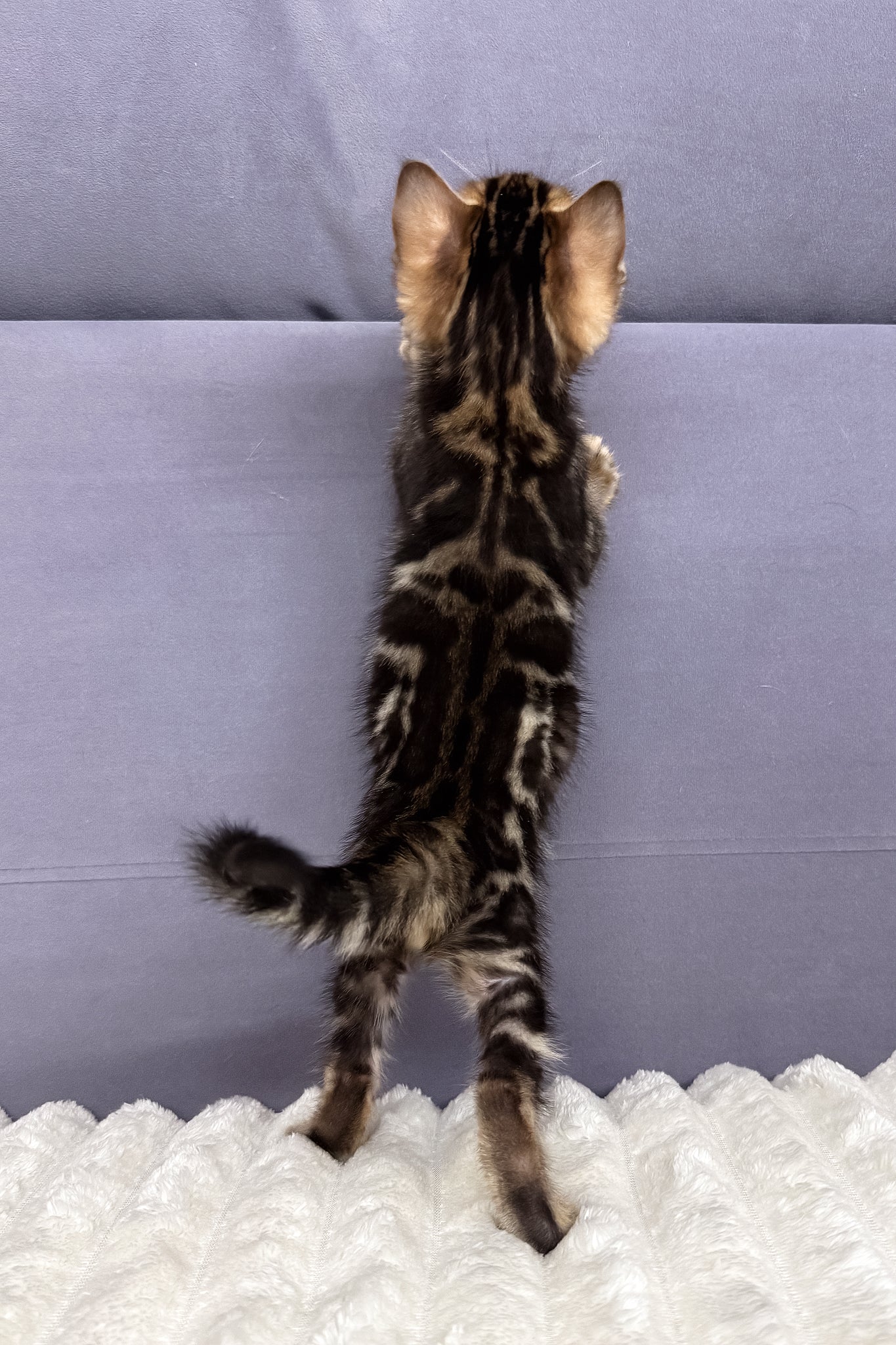 Michael | Bengal Kitten - Image 5