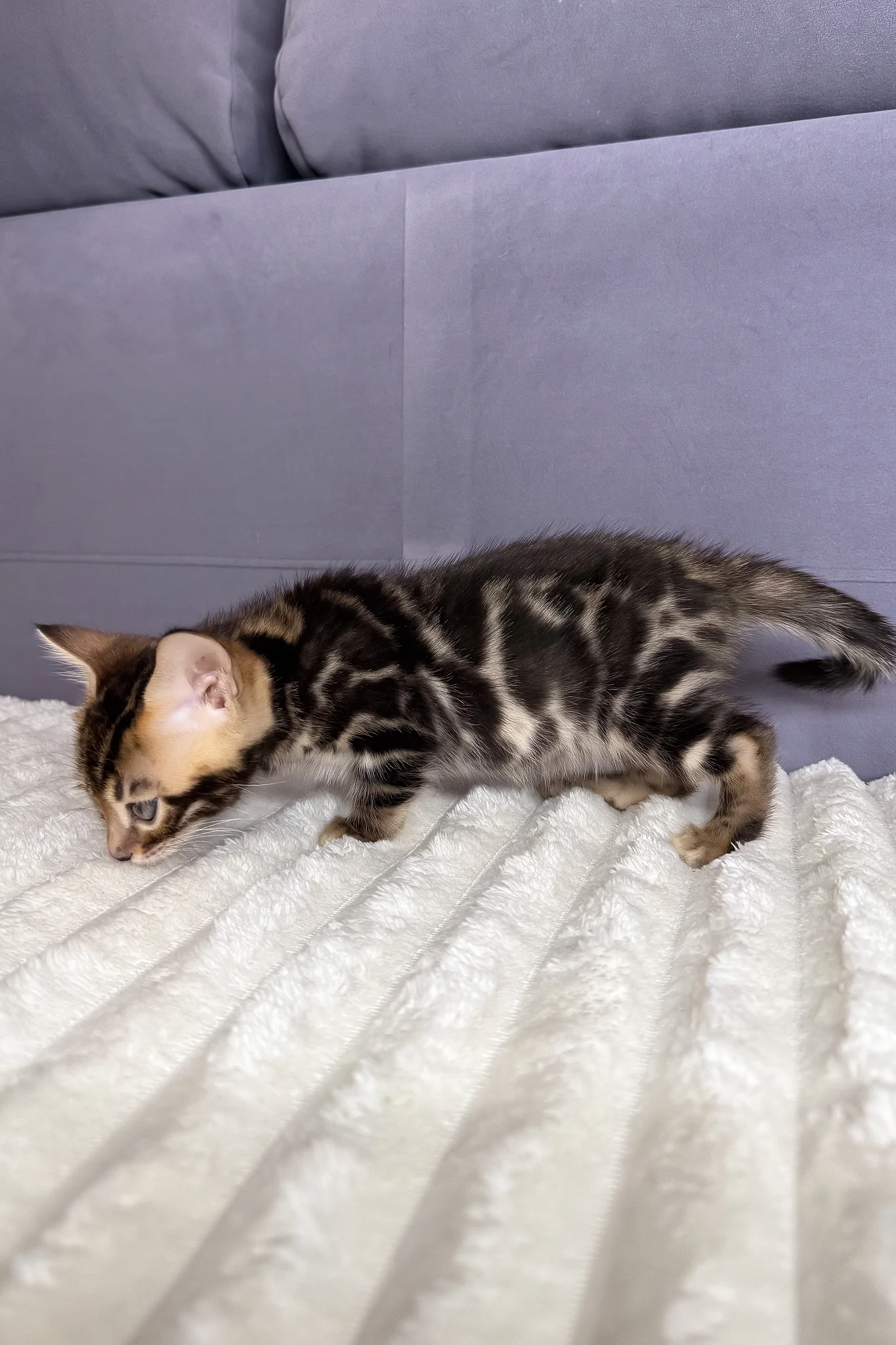 Michael | Bengal Kitten - Image 6