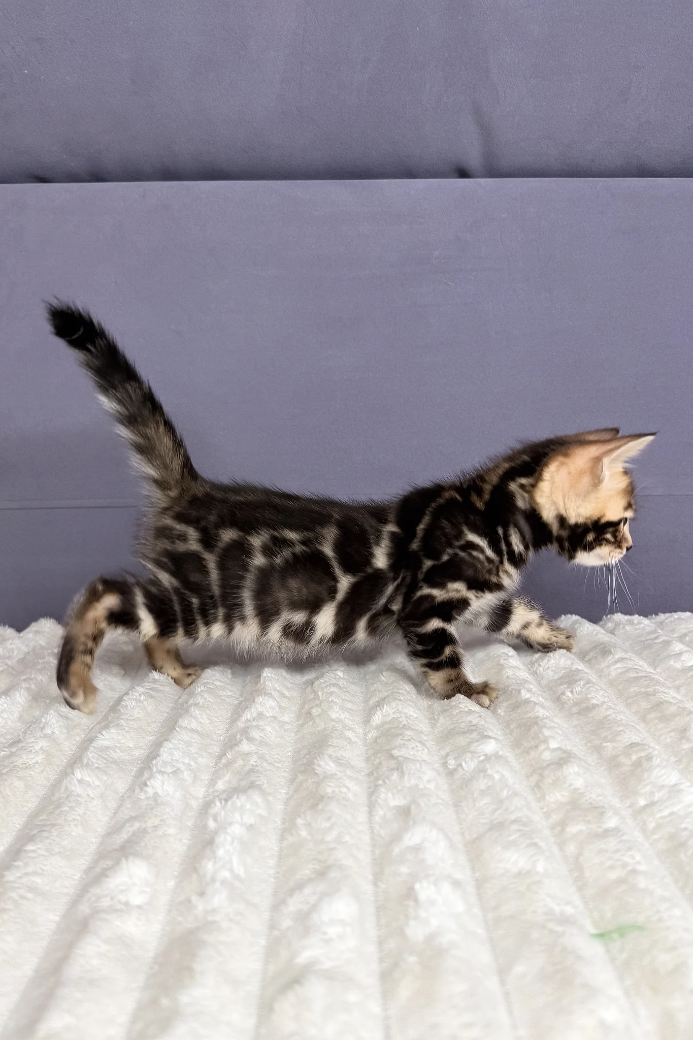 Michael | Bengal Kitten - Image 7