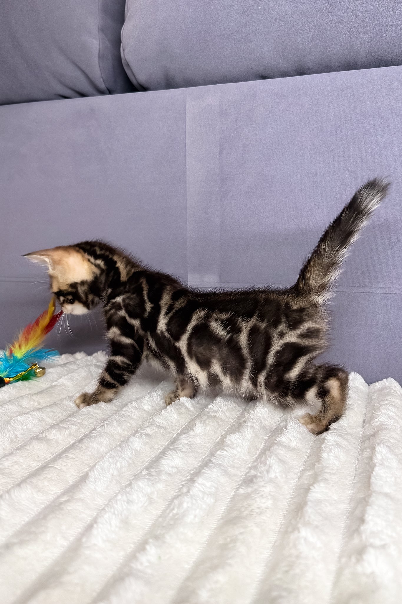 Michael | Bengal Kitten - Image 8
