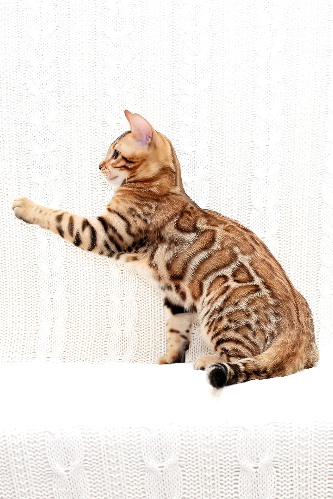 Mozart | Bengal Kitten - Image 2