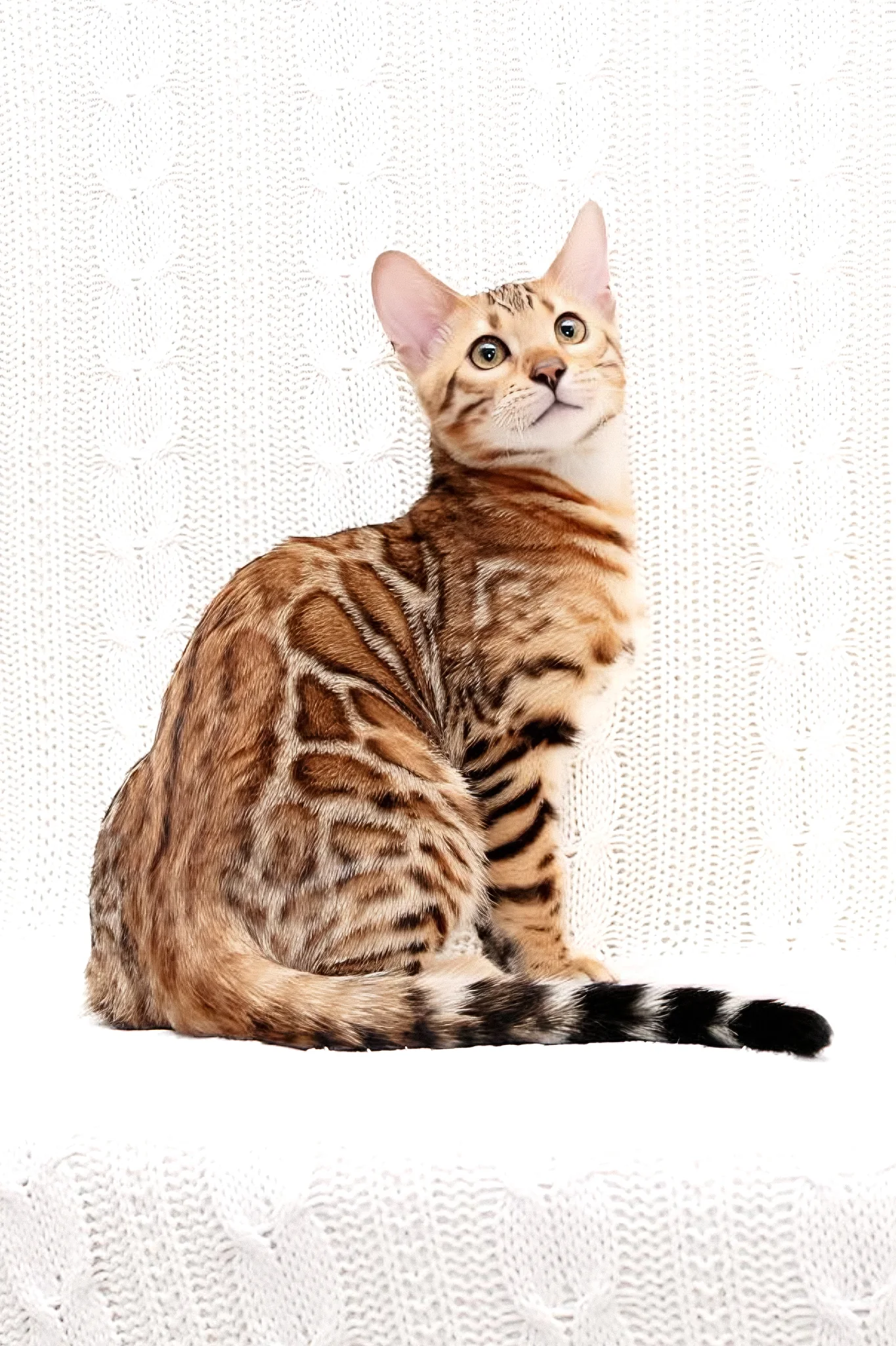Mozart | Bengal Kitten - Image 4