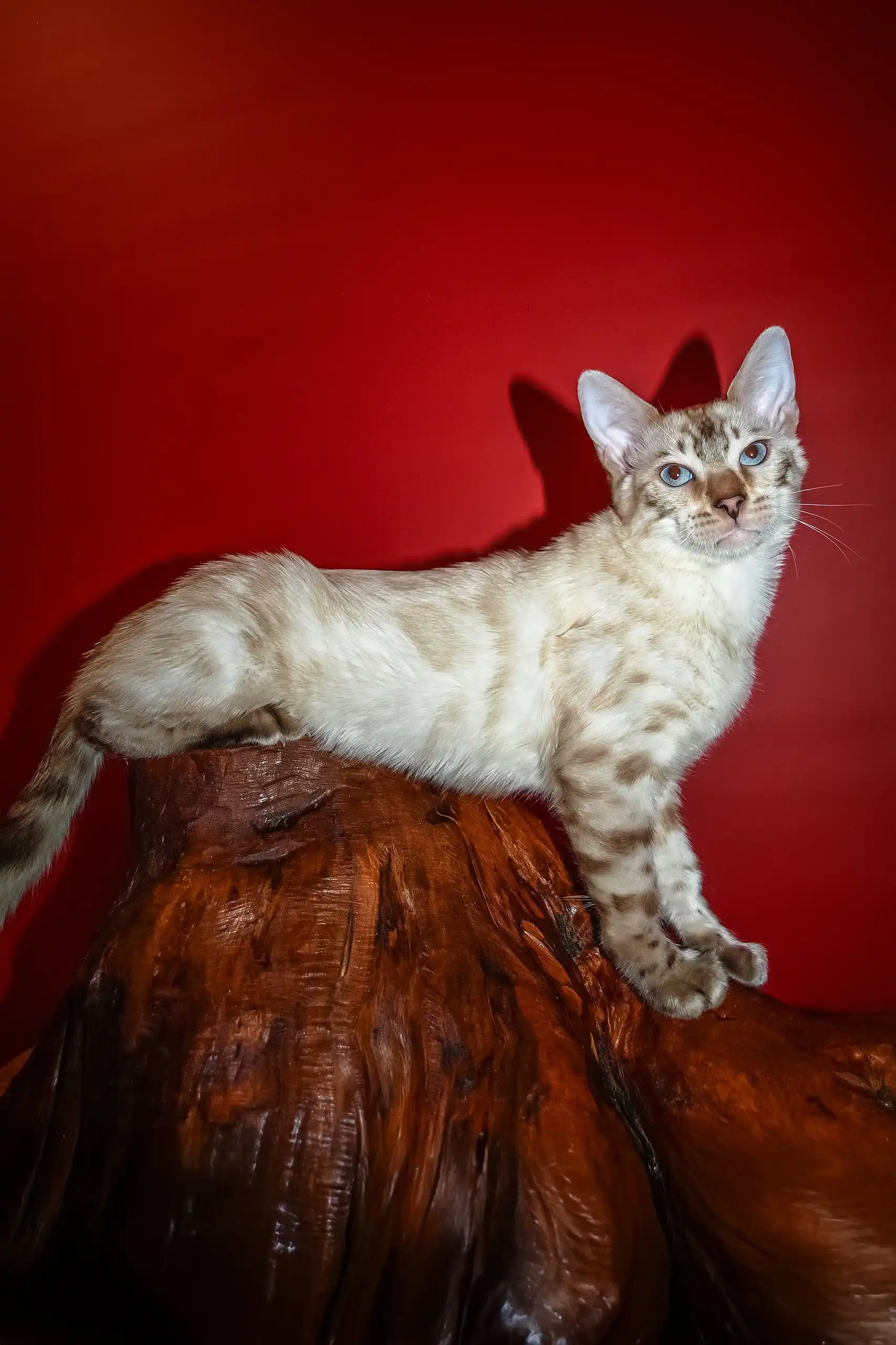 Nick | Bengal Kitten - Image 4