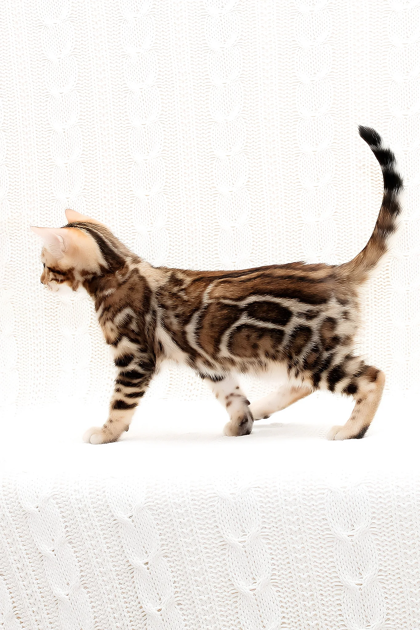 Orion | Bengal Kitten - Image 6
