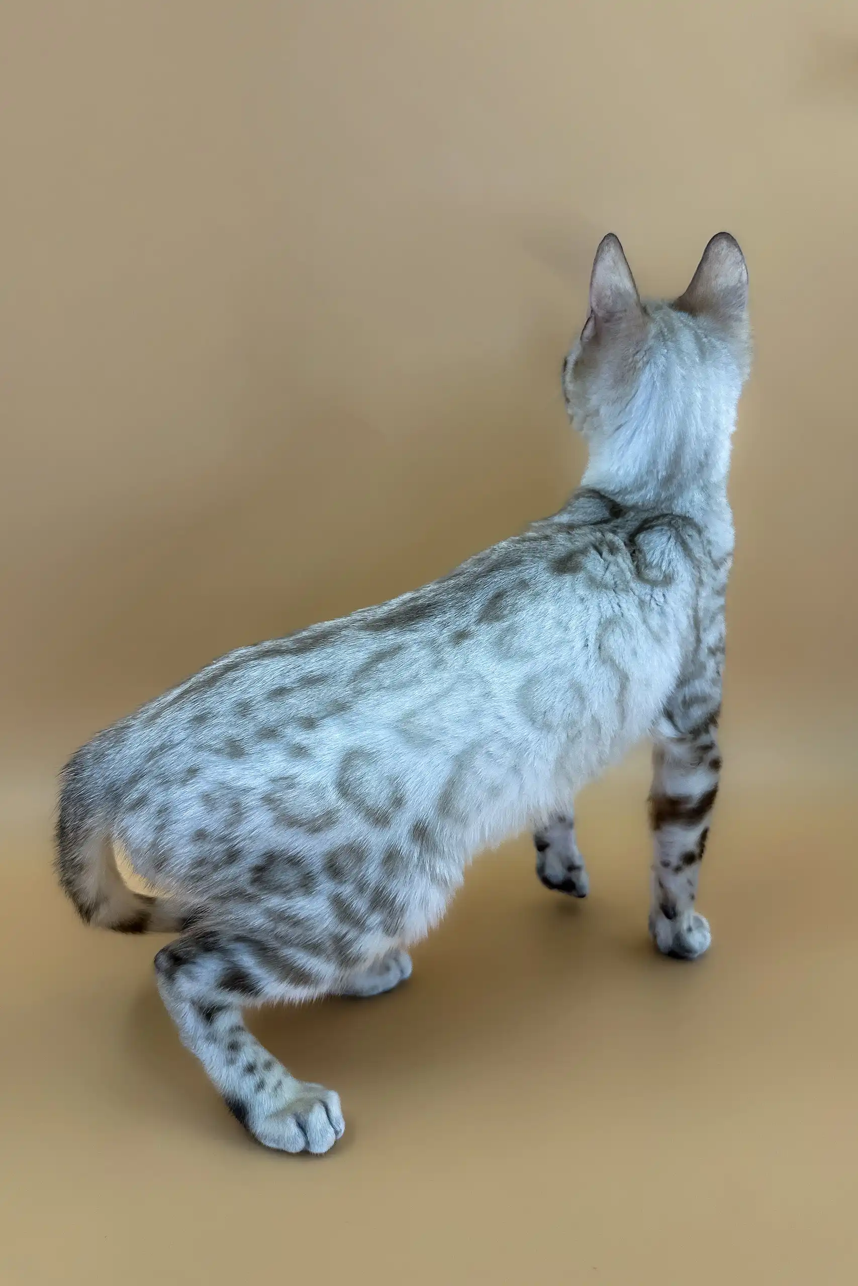Porshe | Bengal Kitten - Image 2