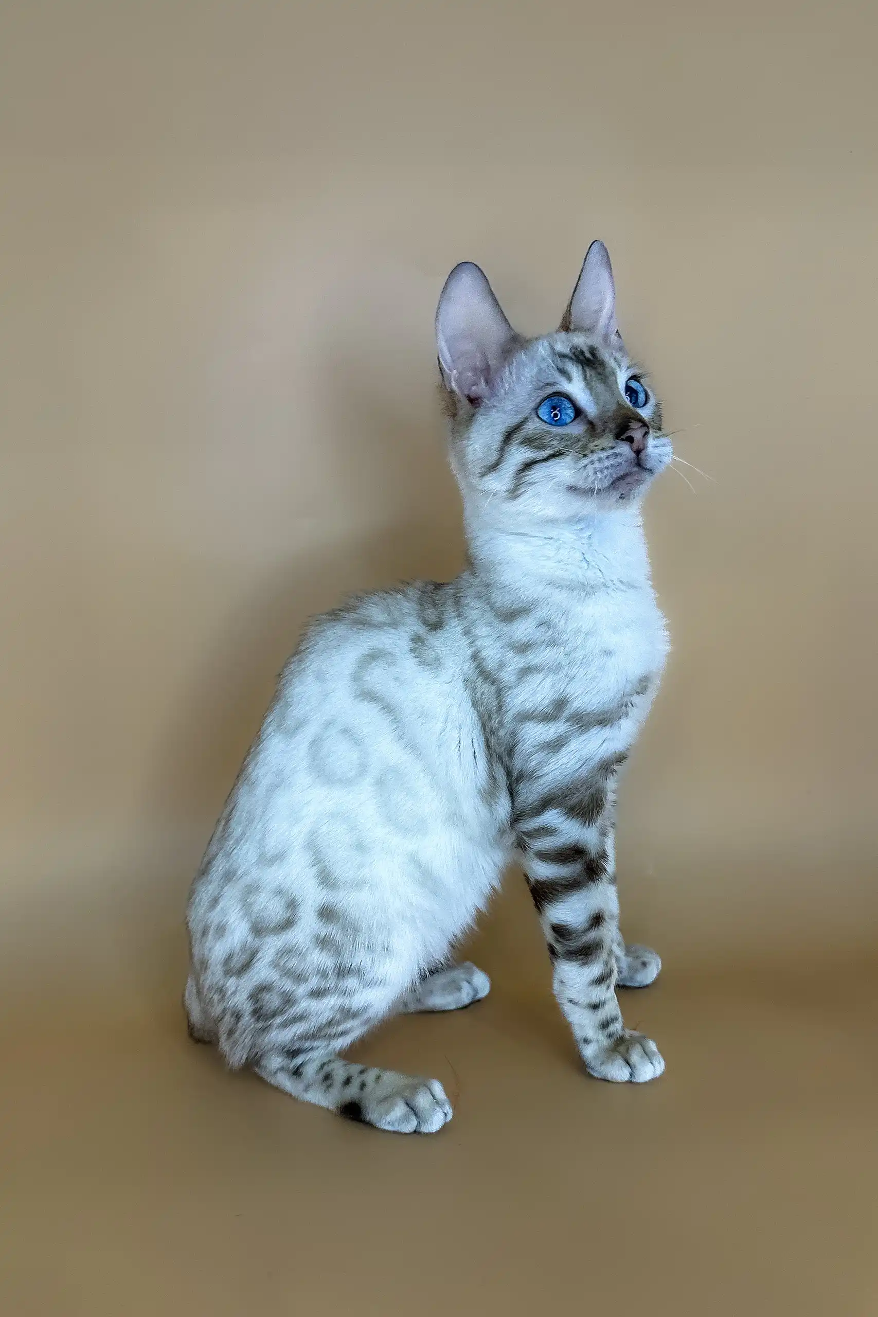 Porshe | Bengal Kitten - Image 5