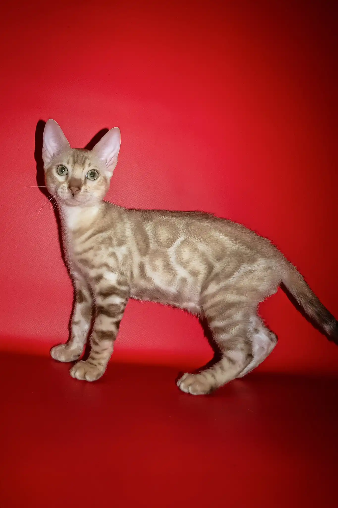 Prince | Bengal Kitten - Image 2