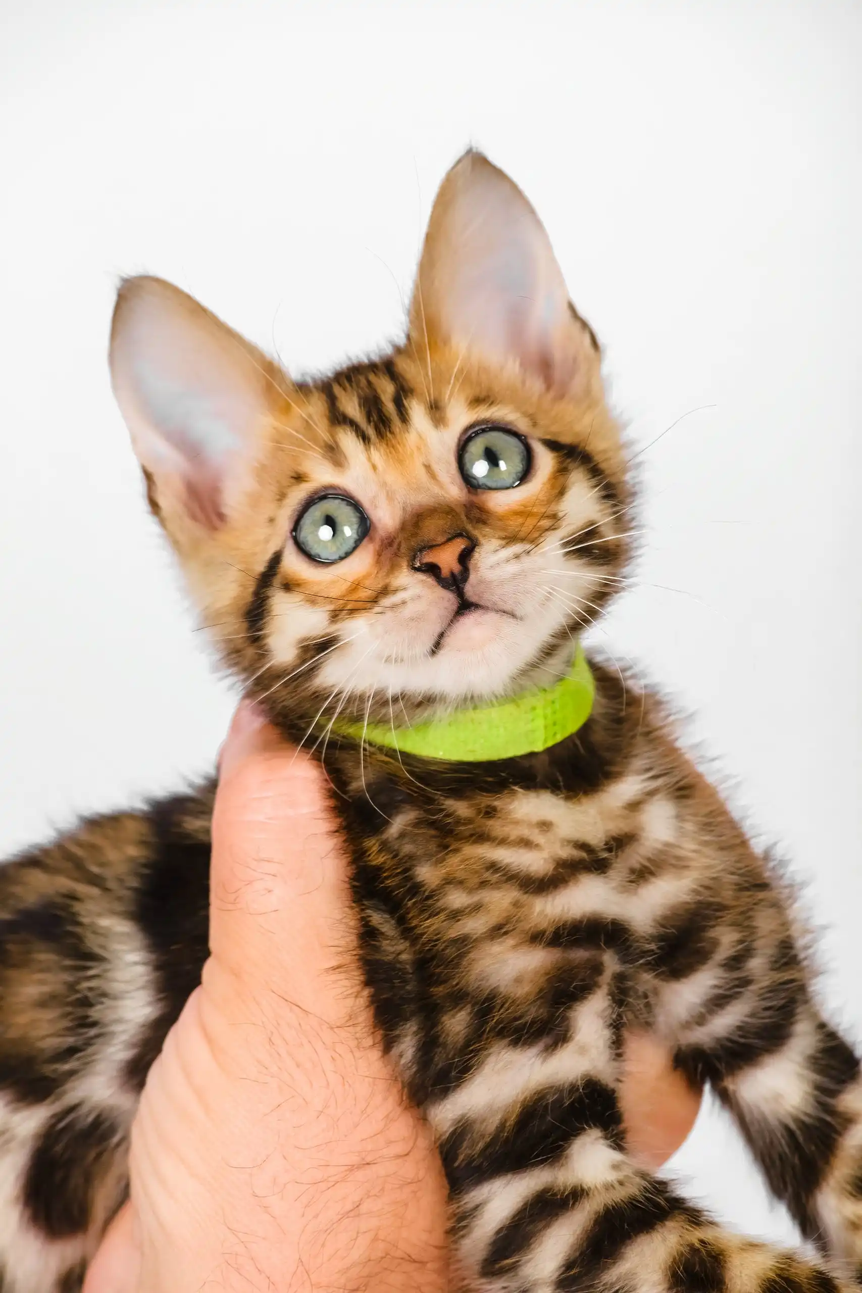 Quentin | Bengal Kitten - Image 4