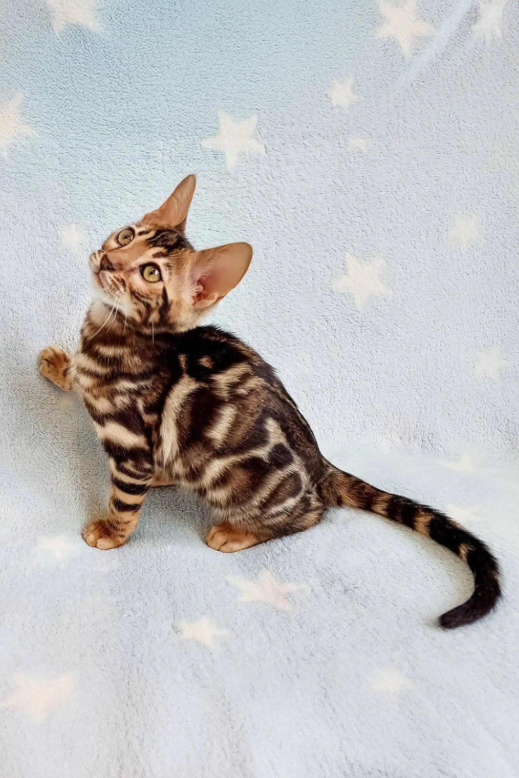 Ramos | Bengal Kitten - Image 4