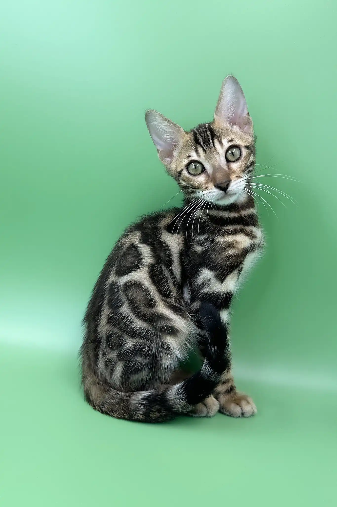 Rasul | Bengal Kitten - Image 2