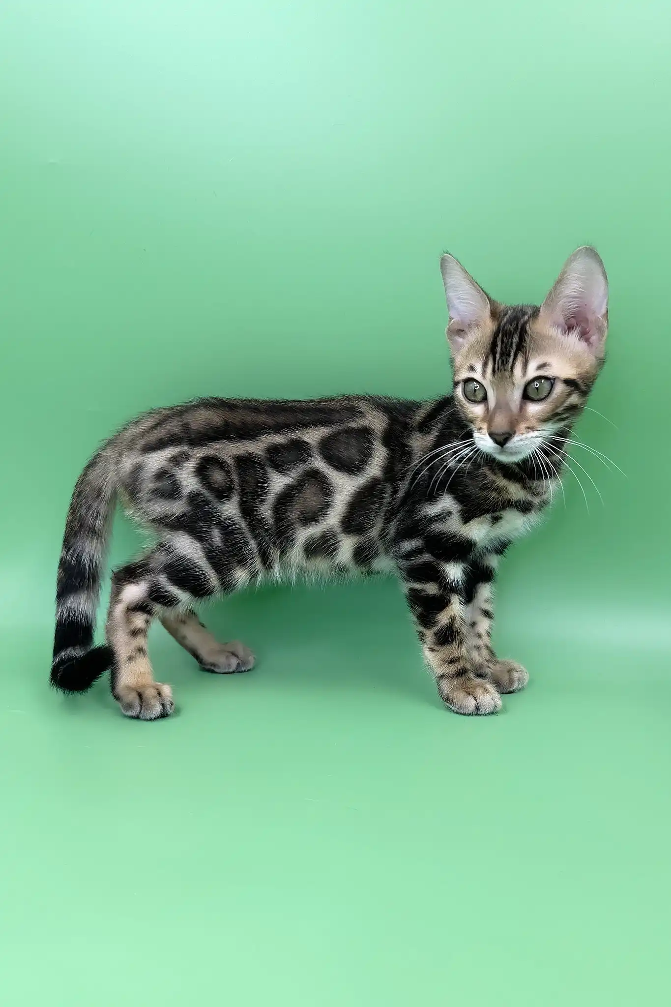 Rasul | Bengal Kitten - Image 5