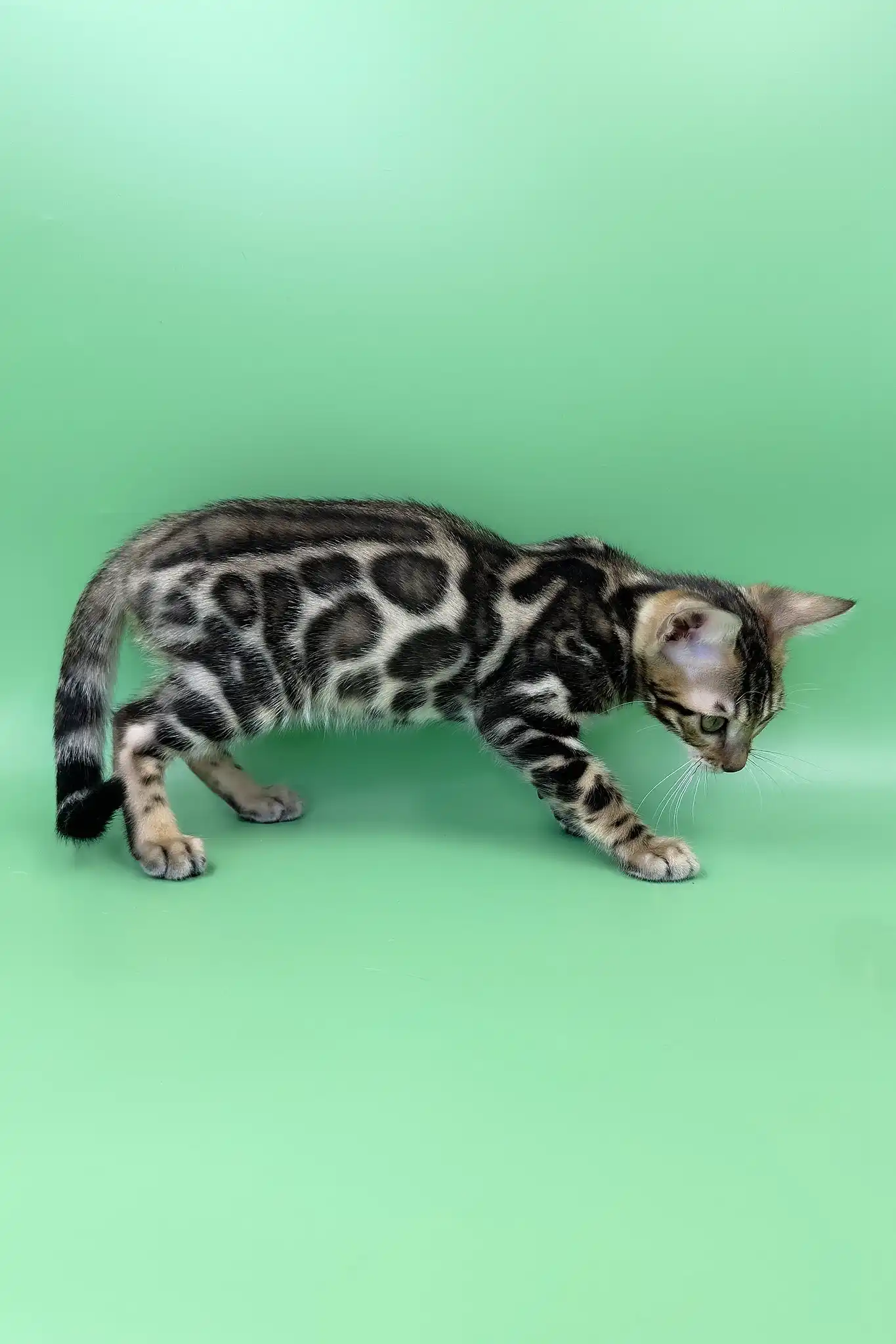 Rasul | Bengal Kitten - Image 6