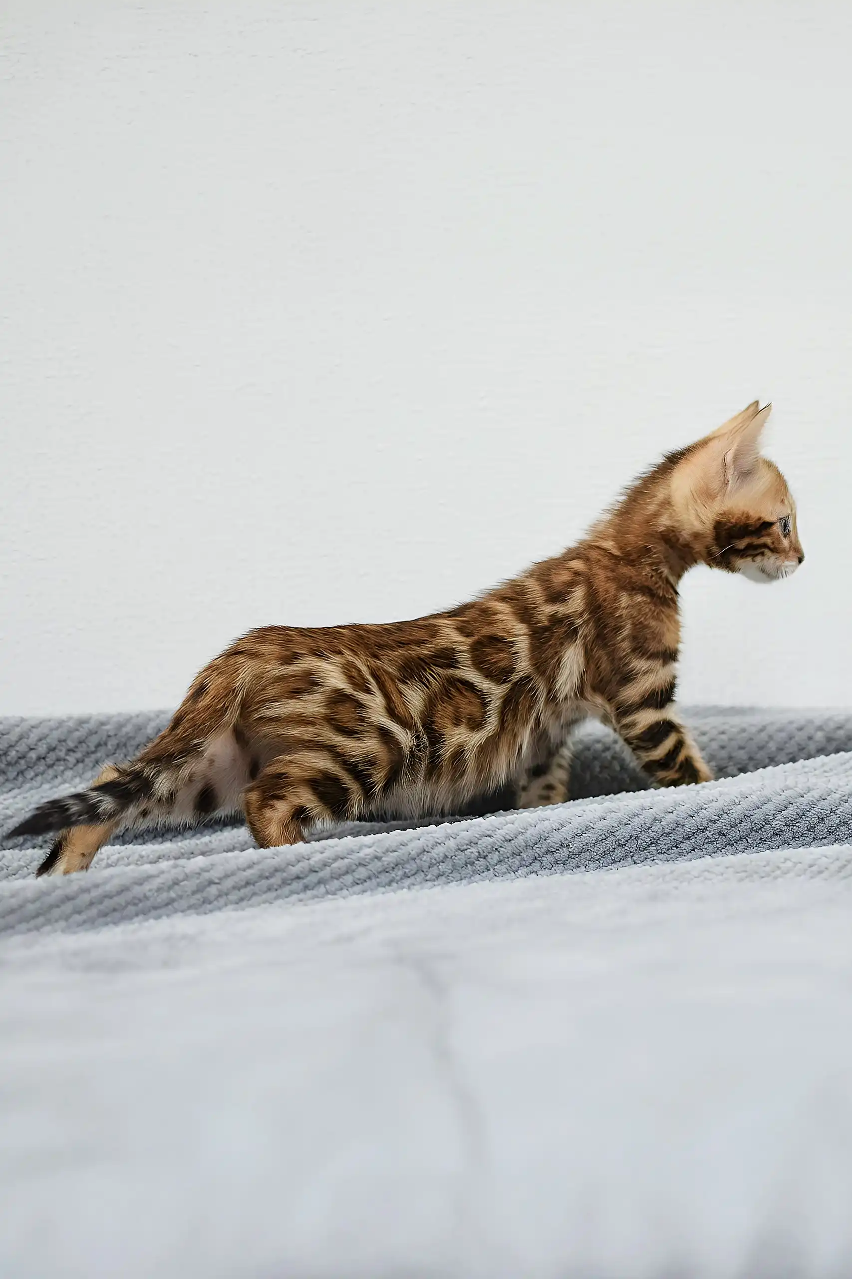 Rocky | Bengal Kitten - Image 6