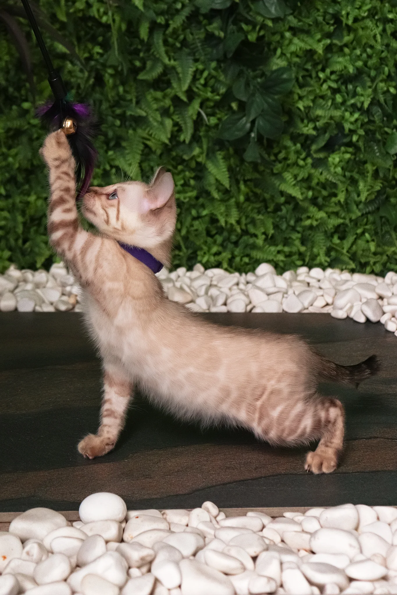 Sam | Bengal Kitten - Image 5