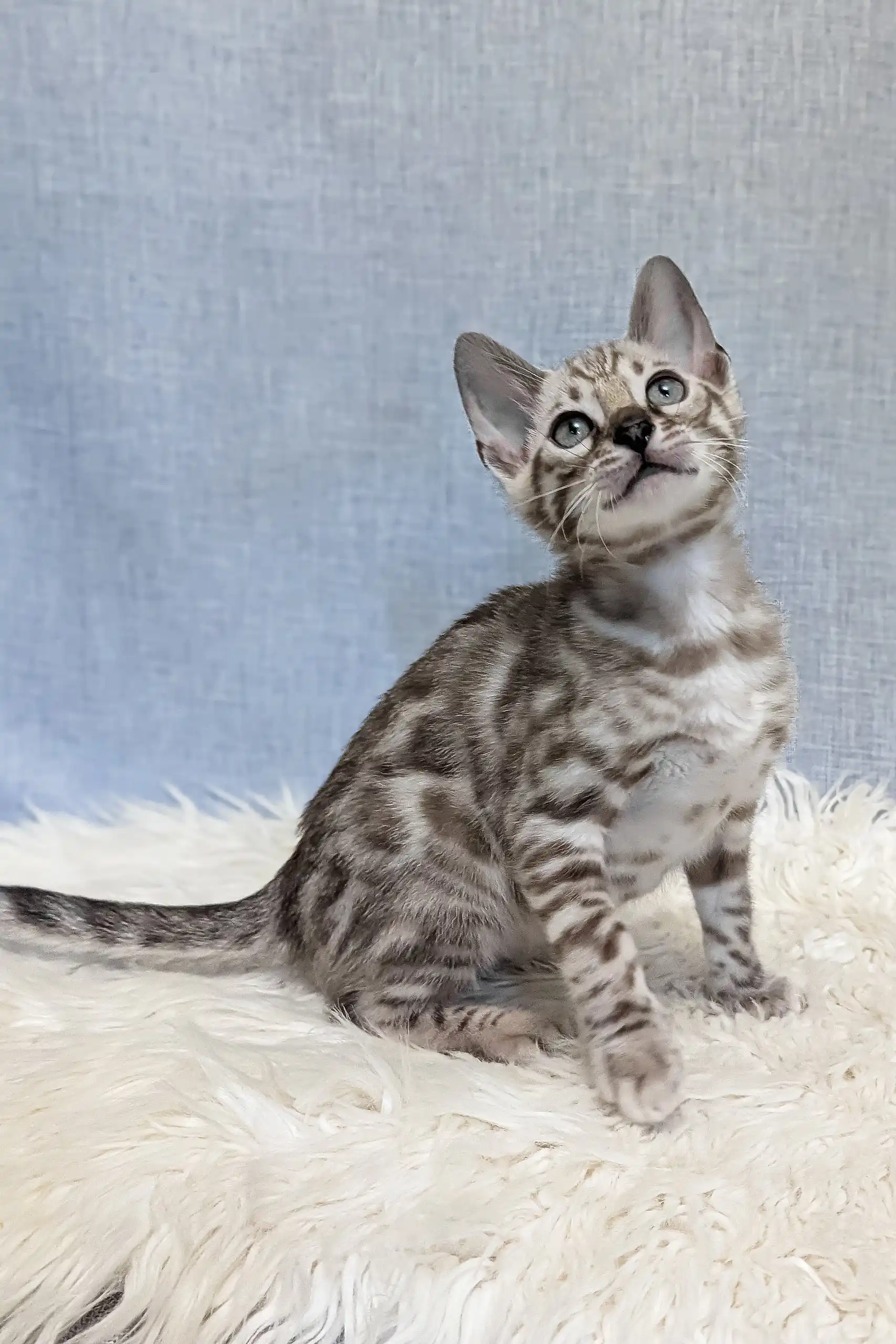 Samuel | Bengal Kitten - Image 7