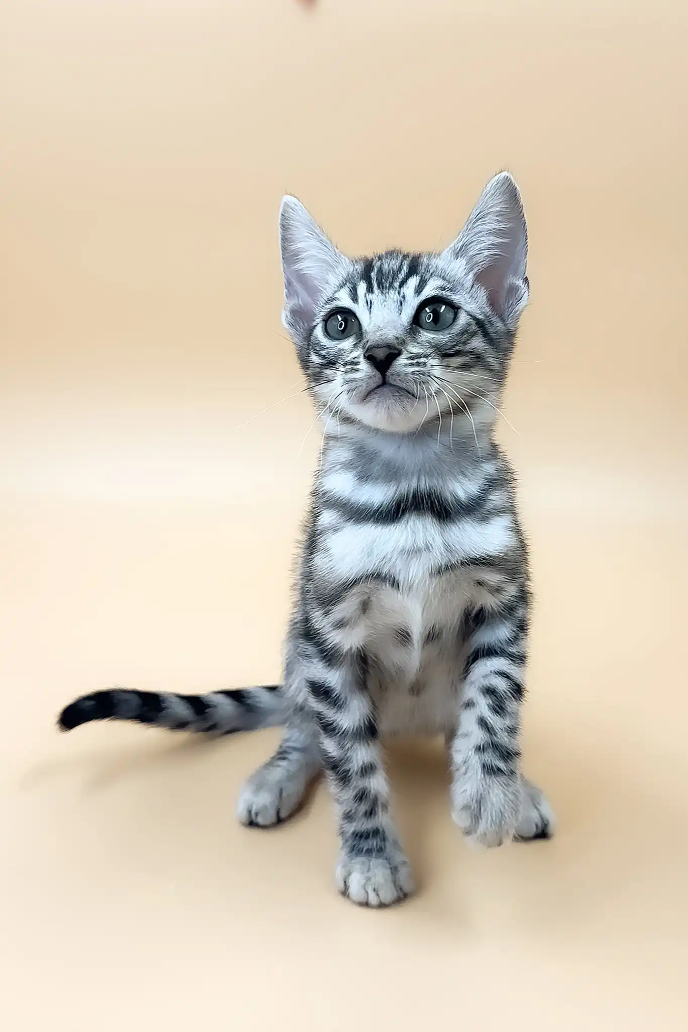 Simba | Bengal Kitten - Image 2