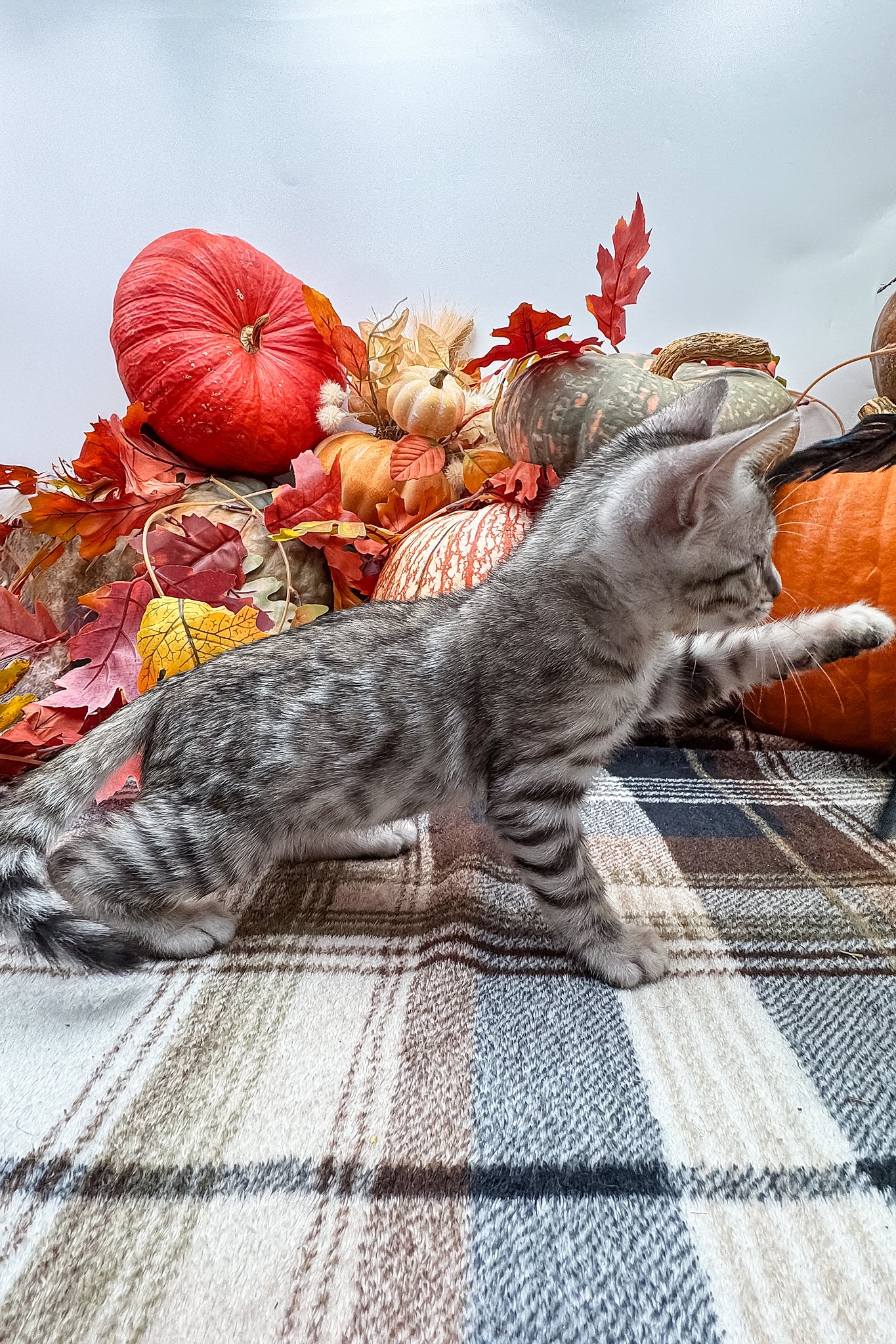 Thor | Bengal Kitten - Image 6