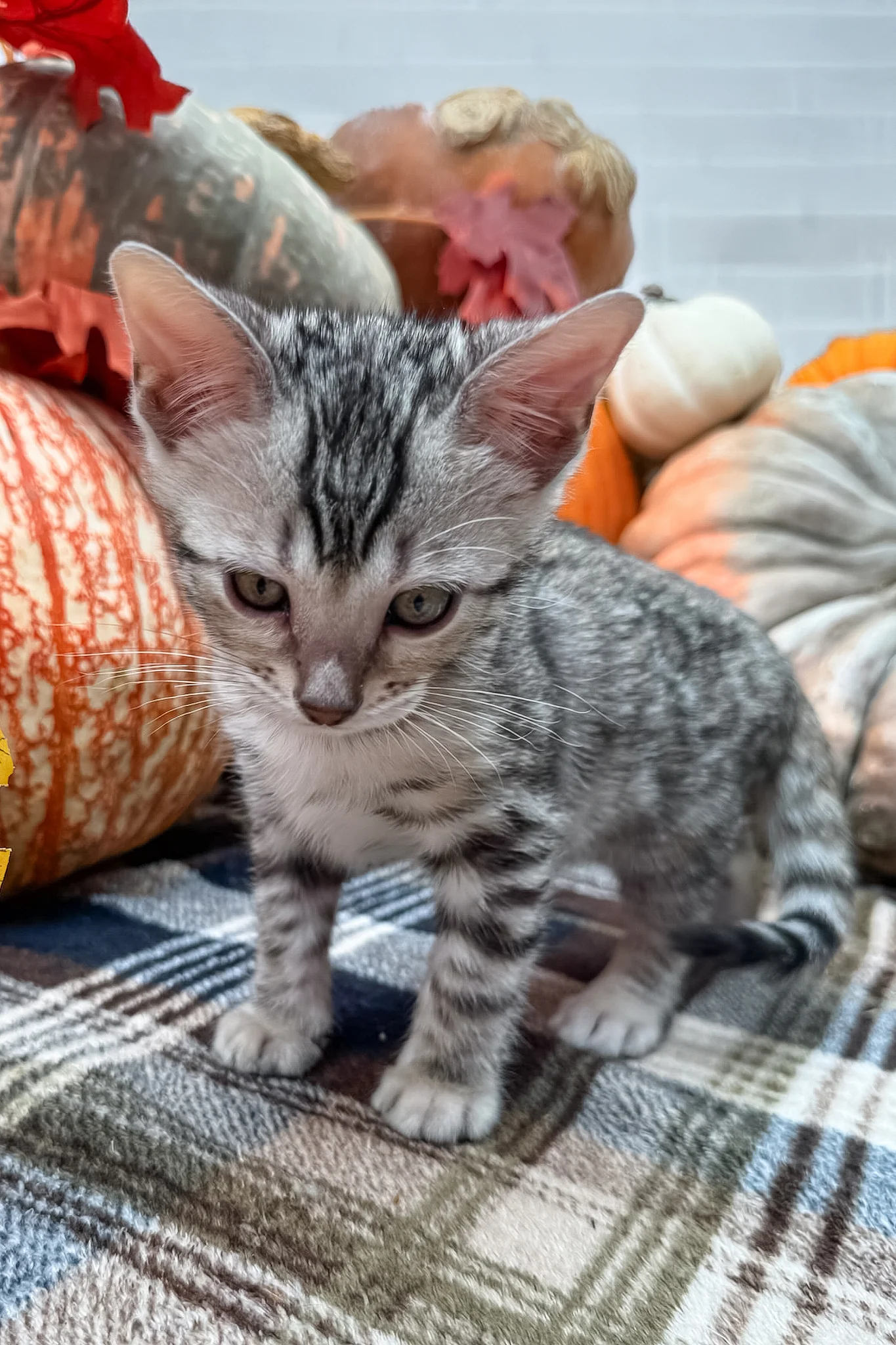 Thor | Bengal Kitten - Image 8