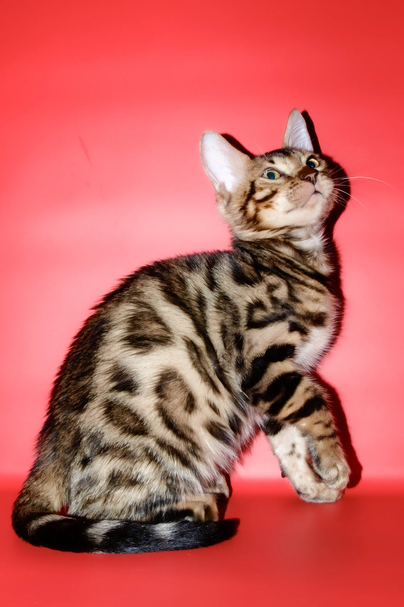 Tomas | Bengal Kitten - Image 3