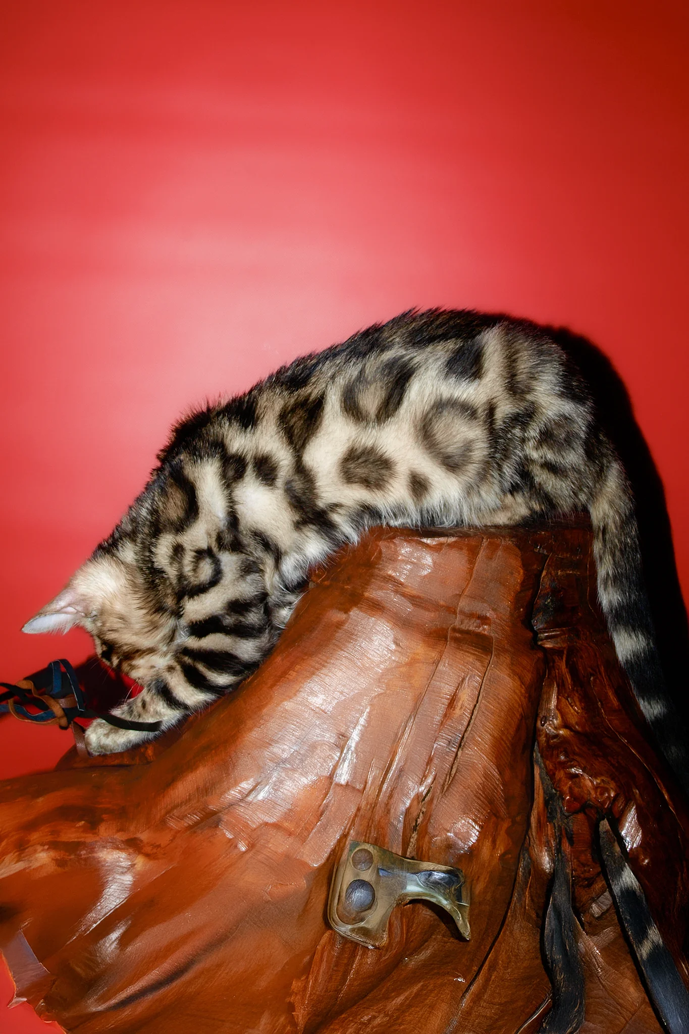 Tomas | Bengal Kitten - Image 4