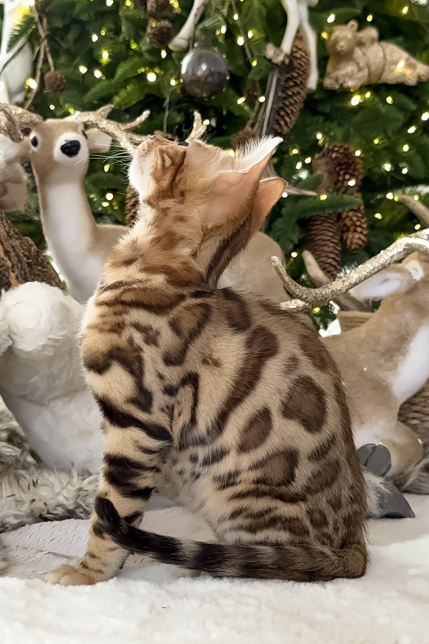 Tyson | Bengal Kitten - Image 3