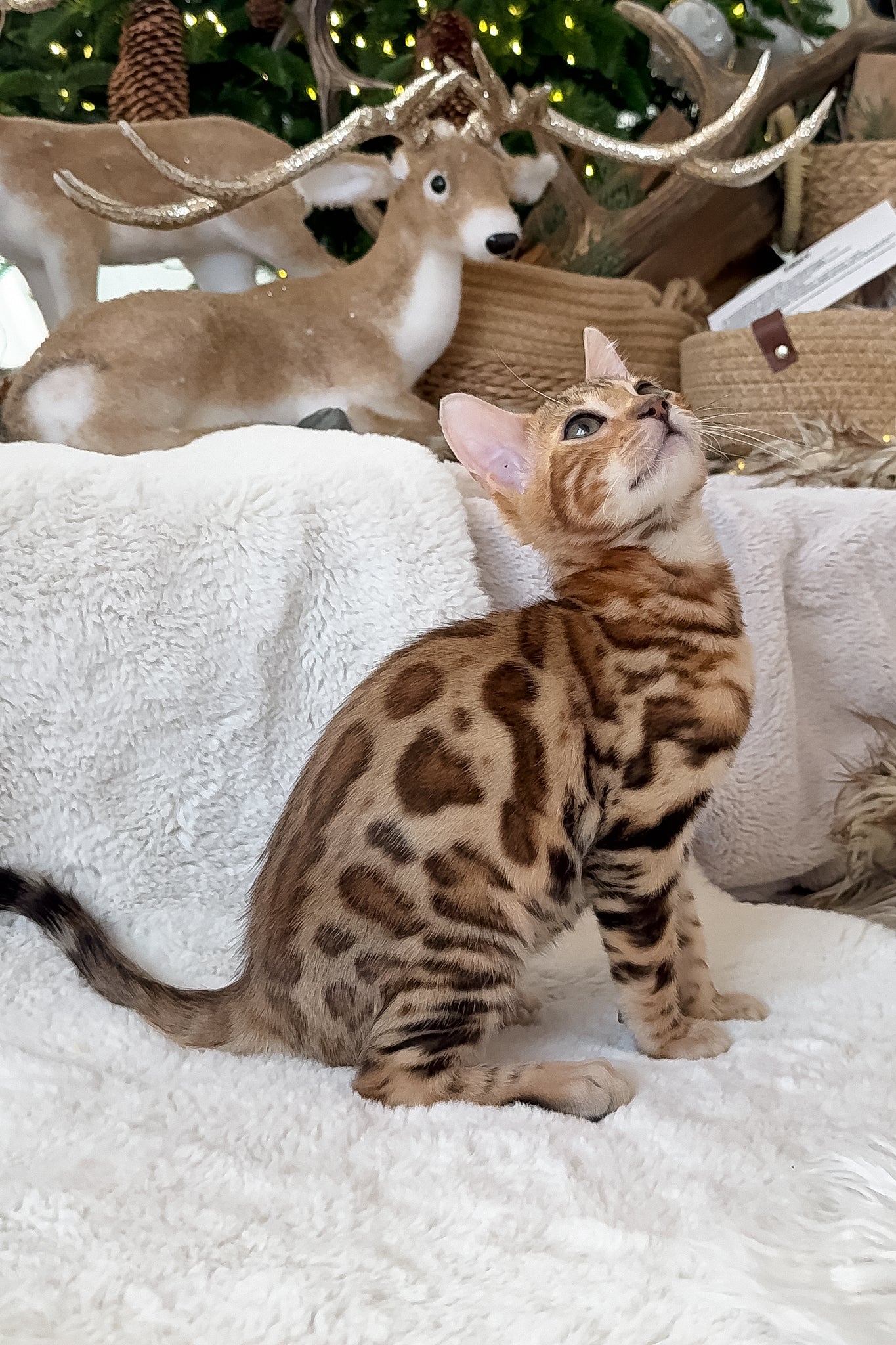 Tyson | Bengal Kitten - Image 6