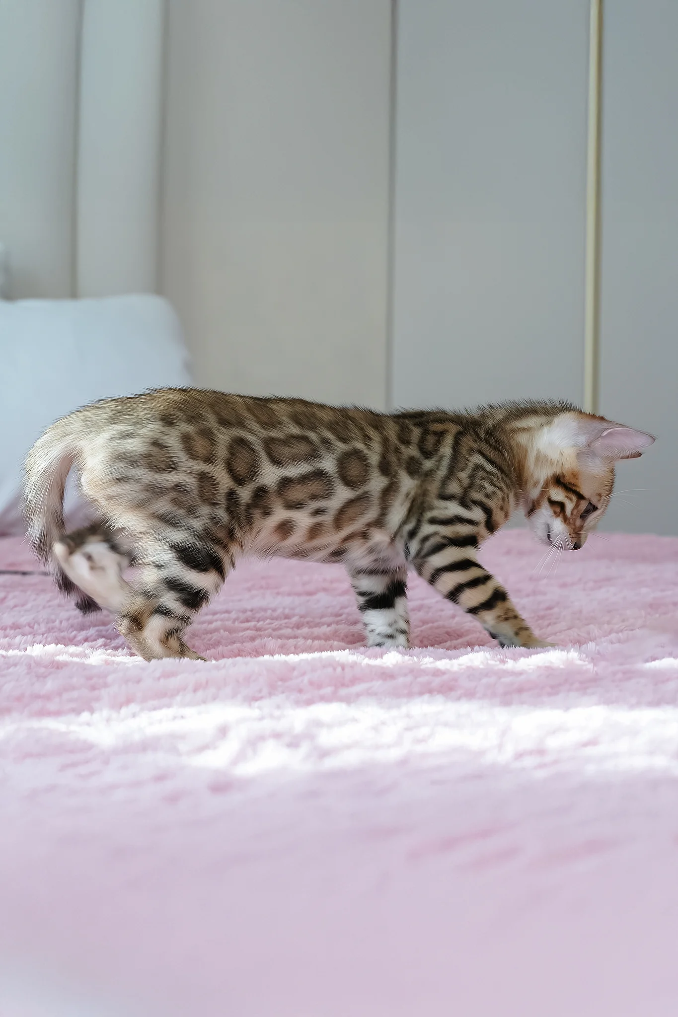 Ulysses | Bengal Kitten - Image 10