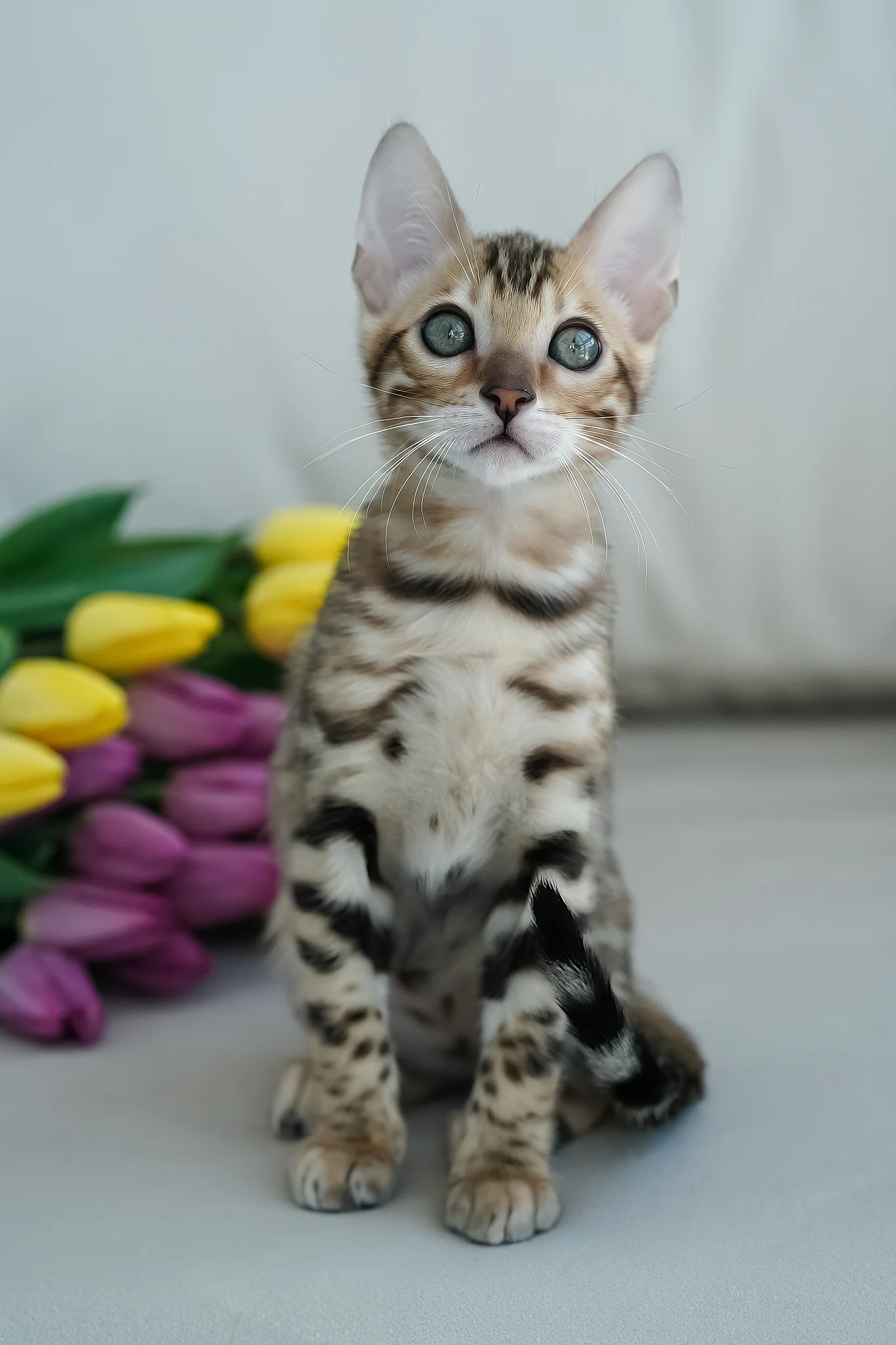 Ulysses | Bengal Kitten - Image 4