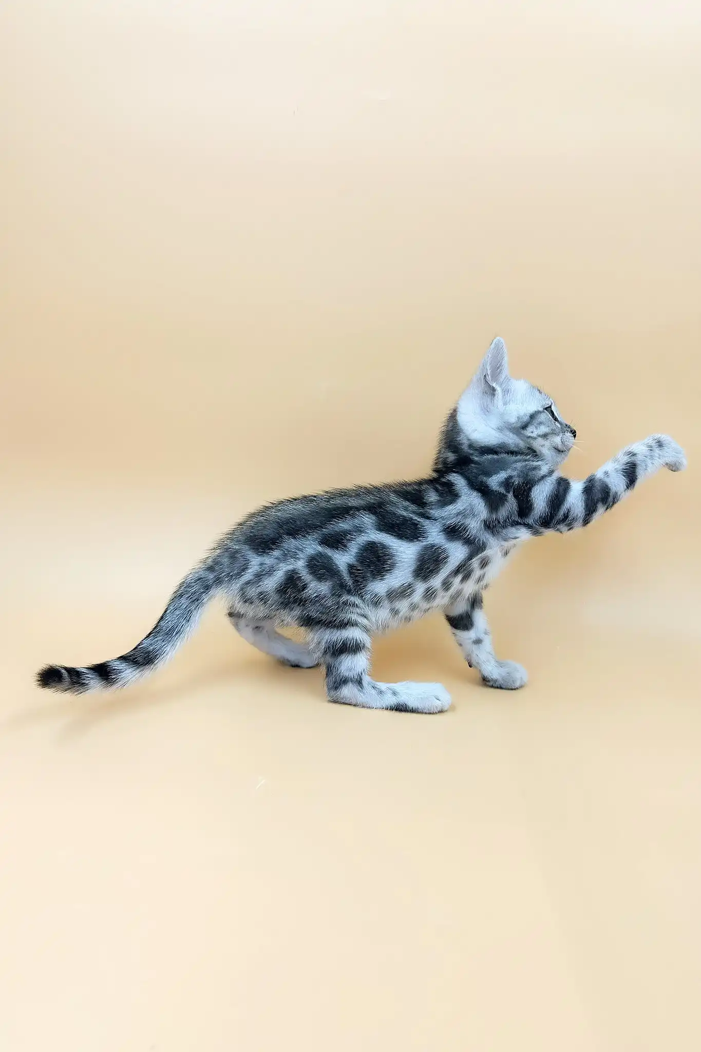 Urban | Bengal Kitten - Image 5
