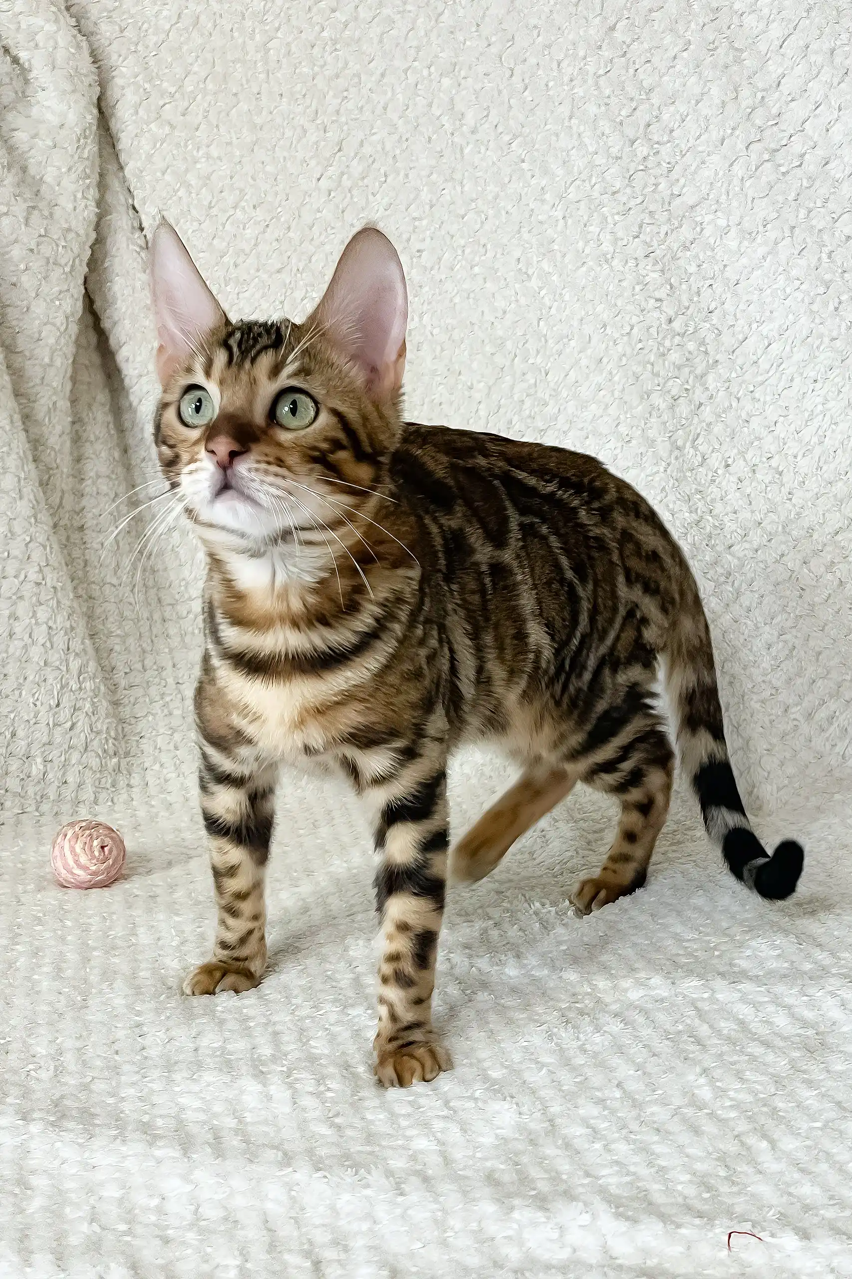 Zane | Bengal Kitten - Image 11