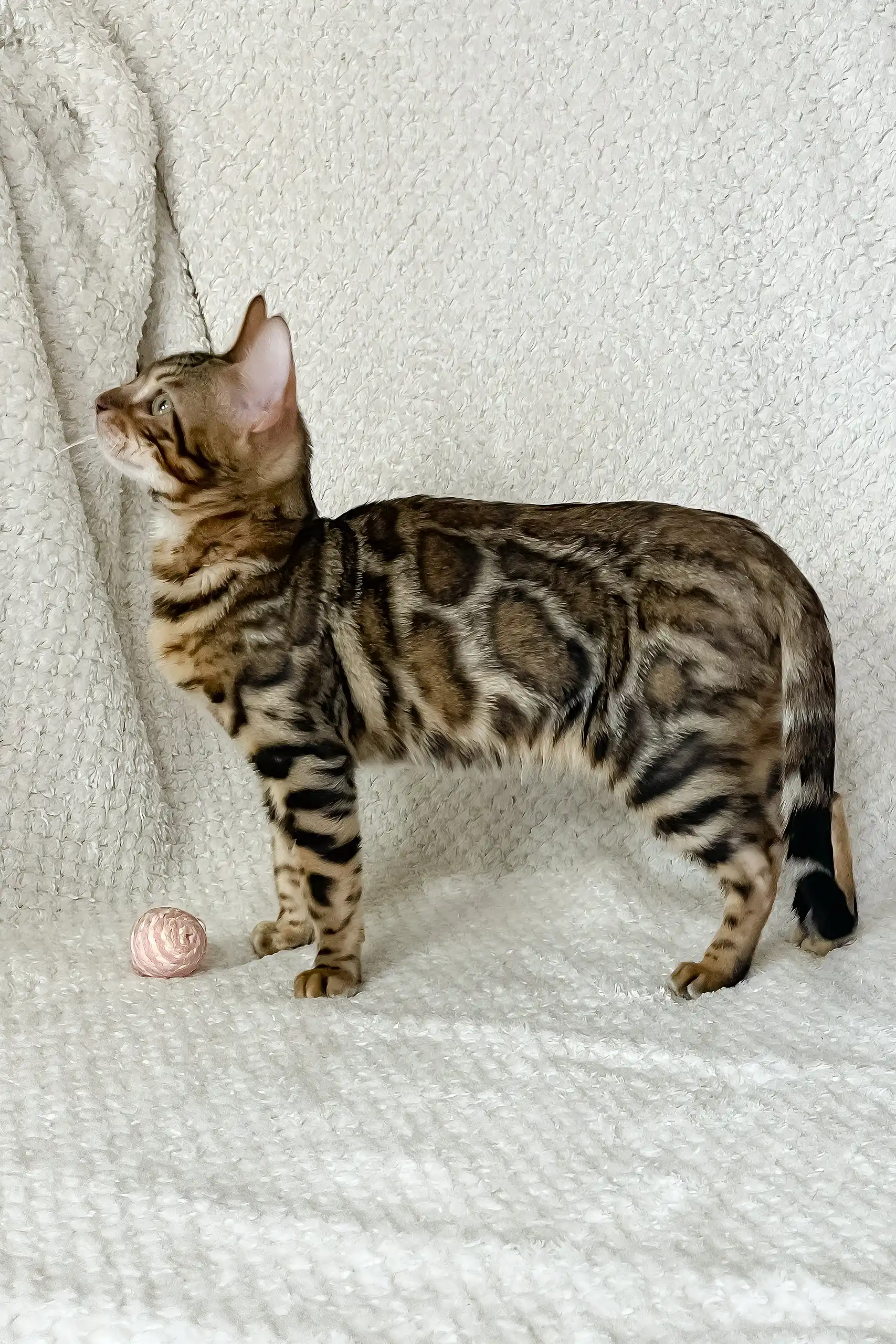 Zane | Bengal Kitten - Image 8