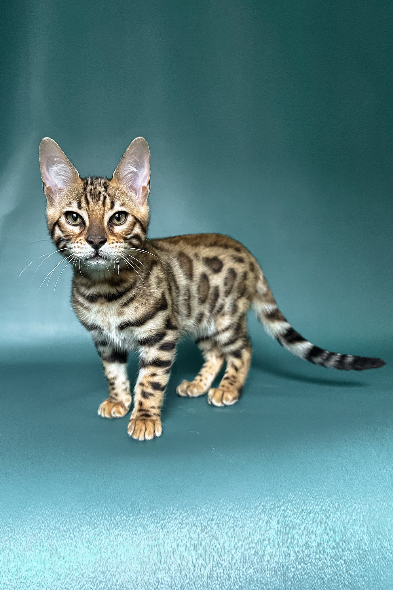 Zazu | Bengal Kitten - Image 2