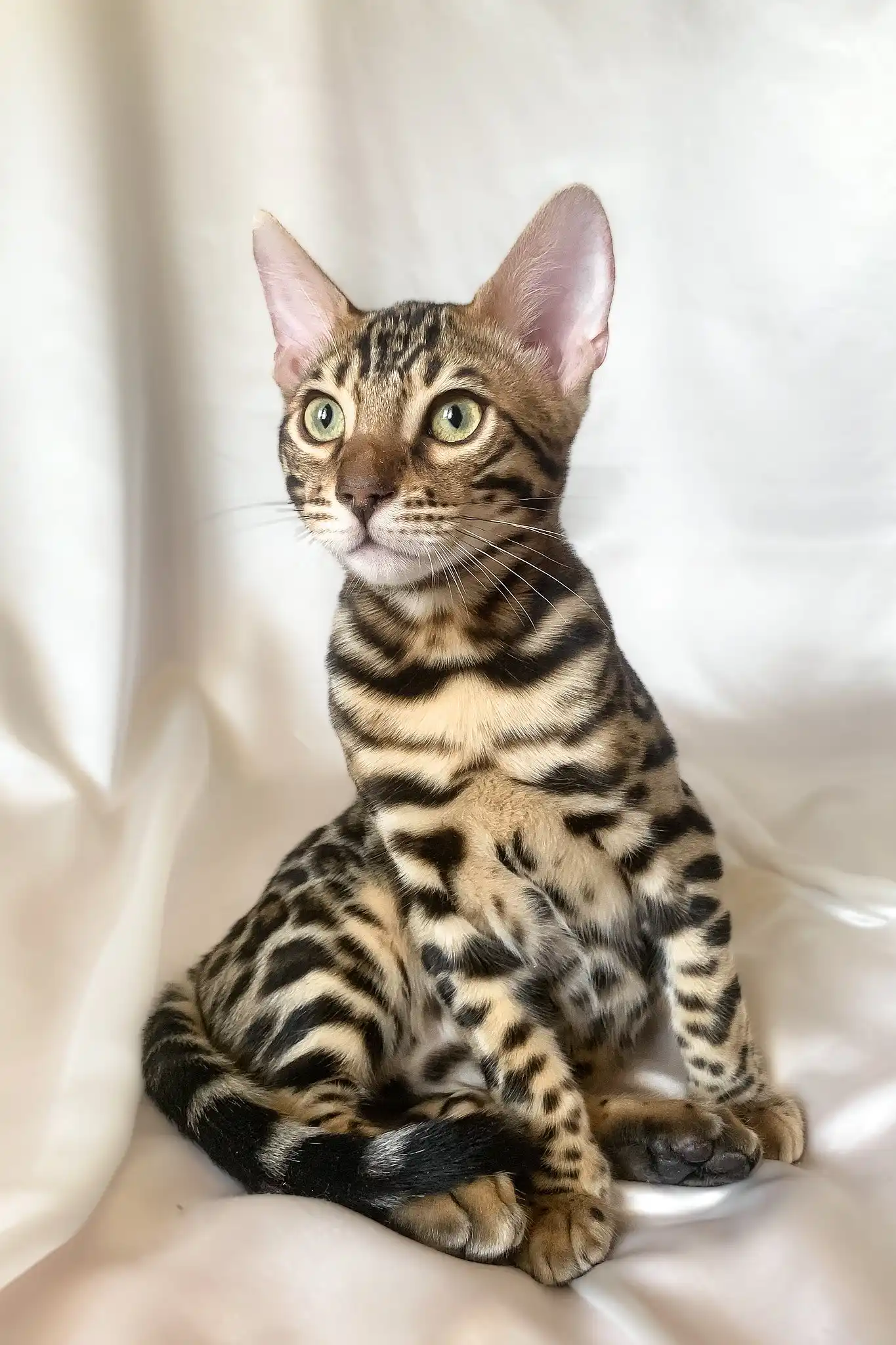 Zephyr | Bengal Kitten - Image 3