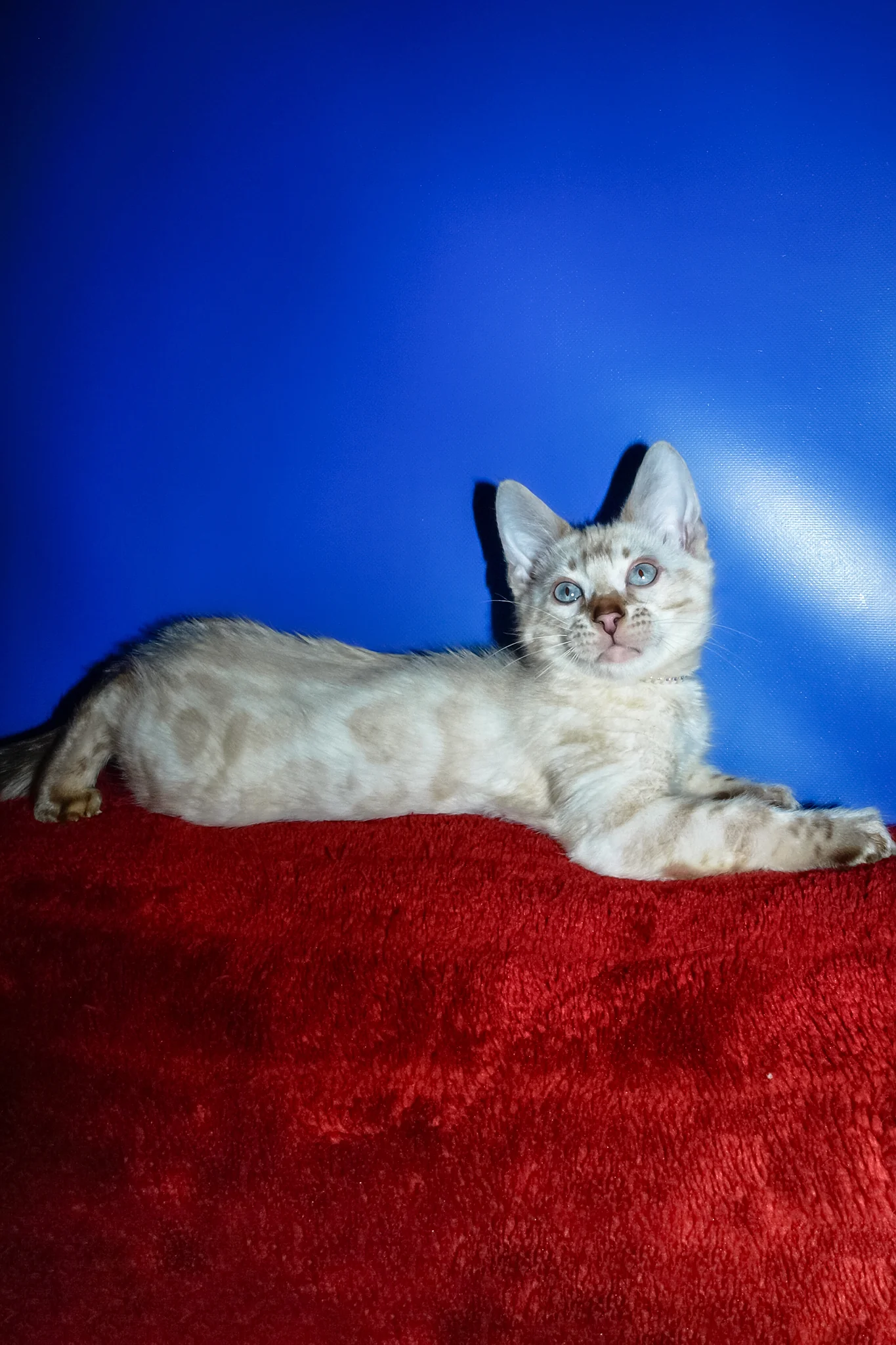 Zhak | Bengal Kitten - Image 3