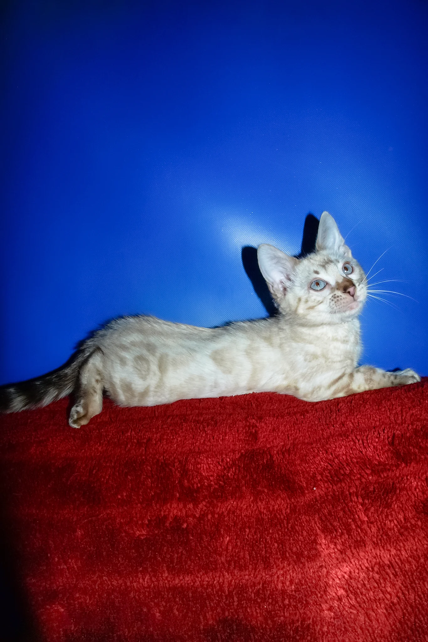 Zhak | Bengal Kitten - Image 7