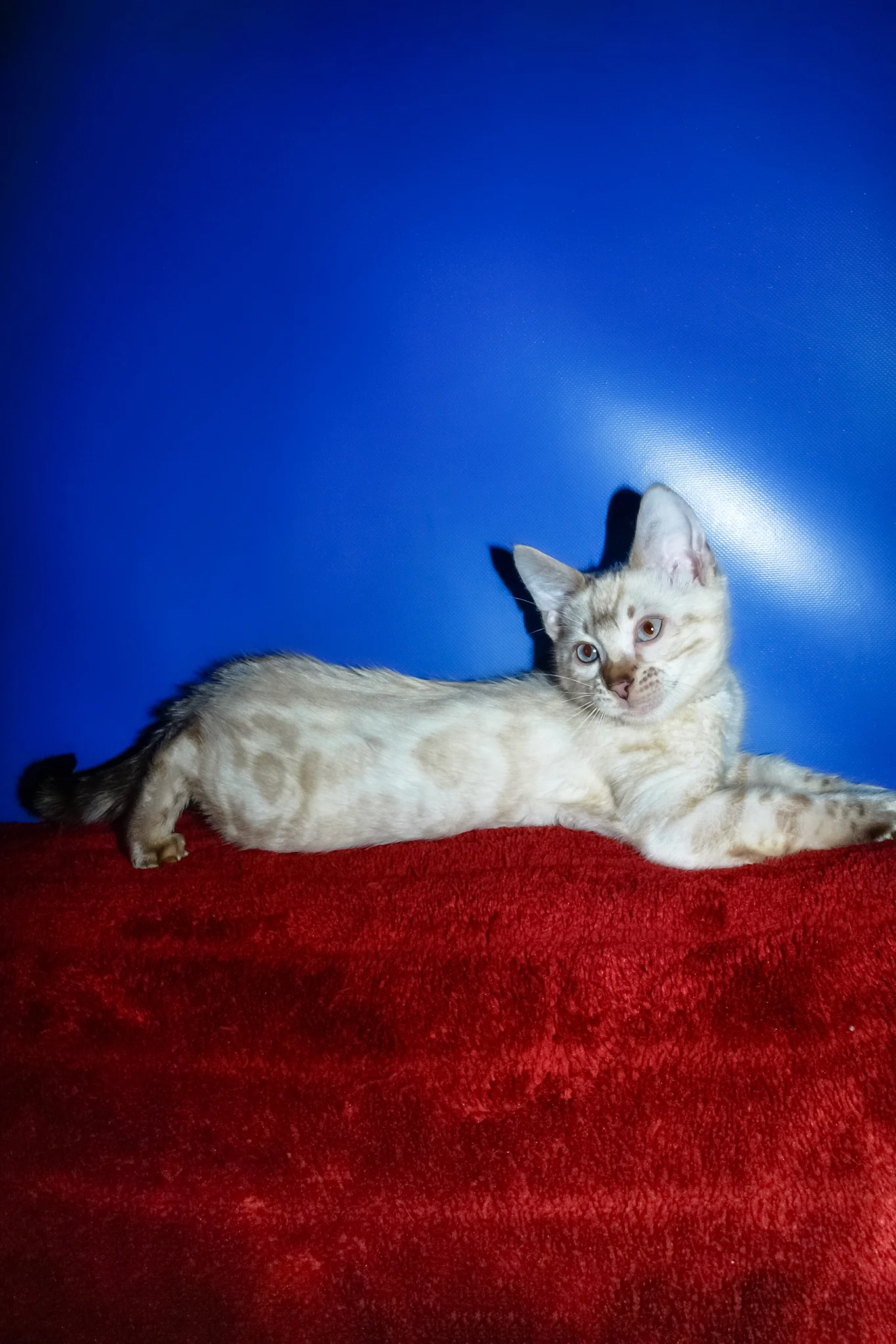 Zhak | Bengal Kitten - Image 9