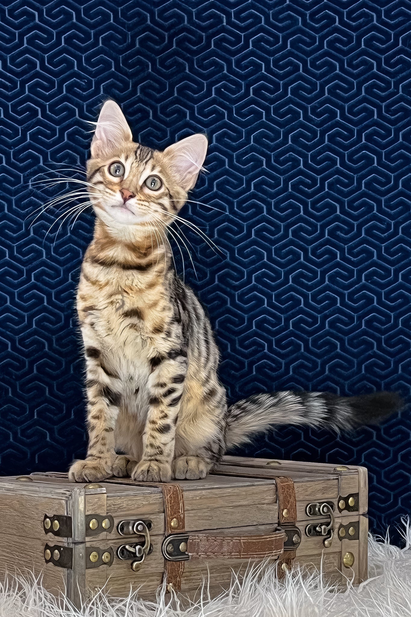 Broski | Bengal Longhair Kitten - Image 12