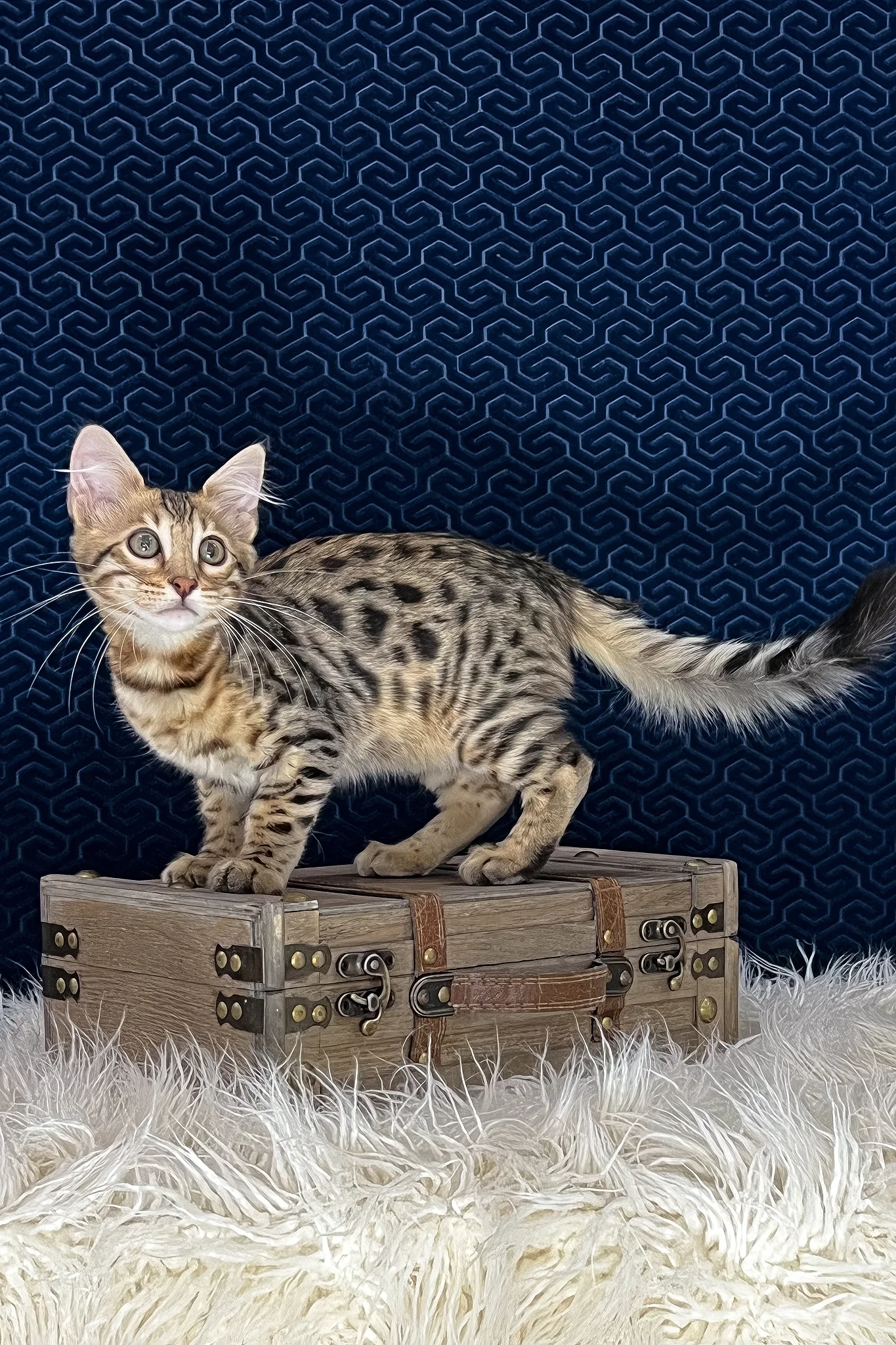 Broski | Bengal Longhair Kitten - Image 6