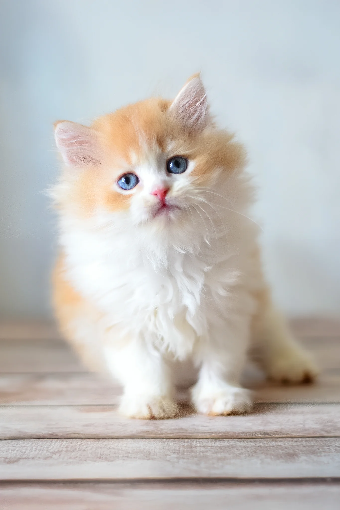 Boris | British Longhair Kitten - Image 3