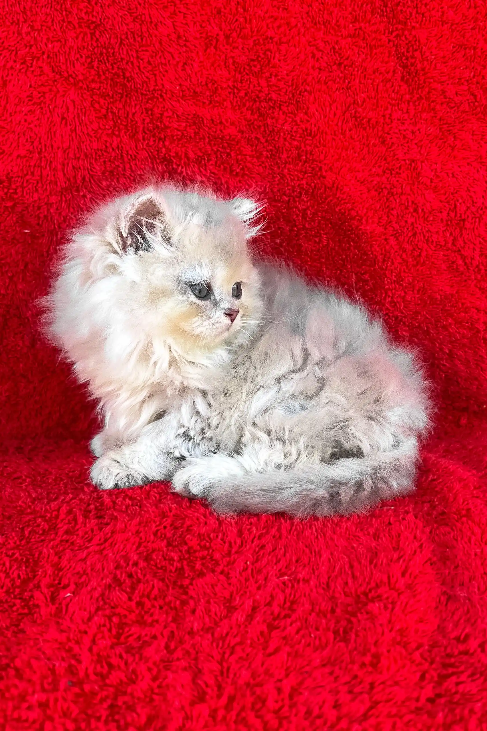 David | British Longhair Kitten - Image 3