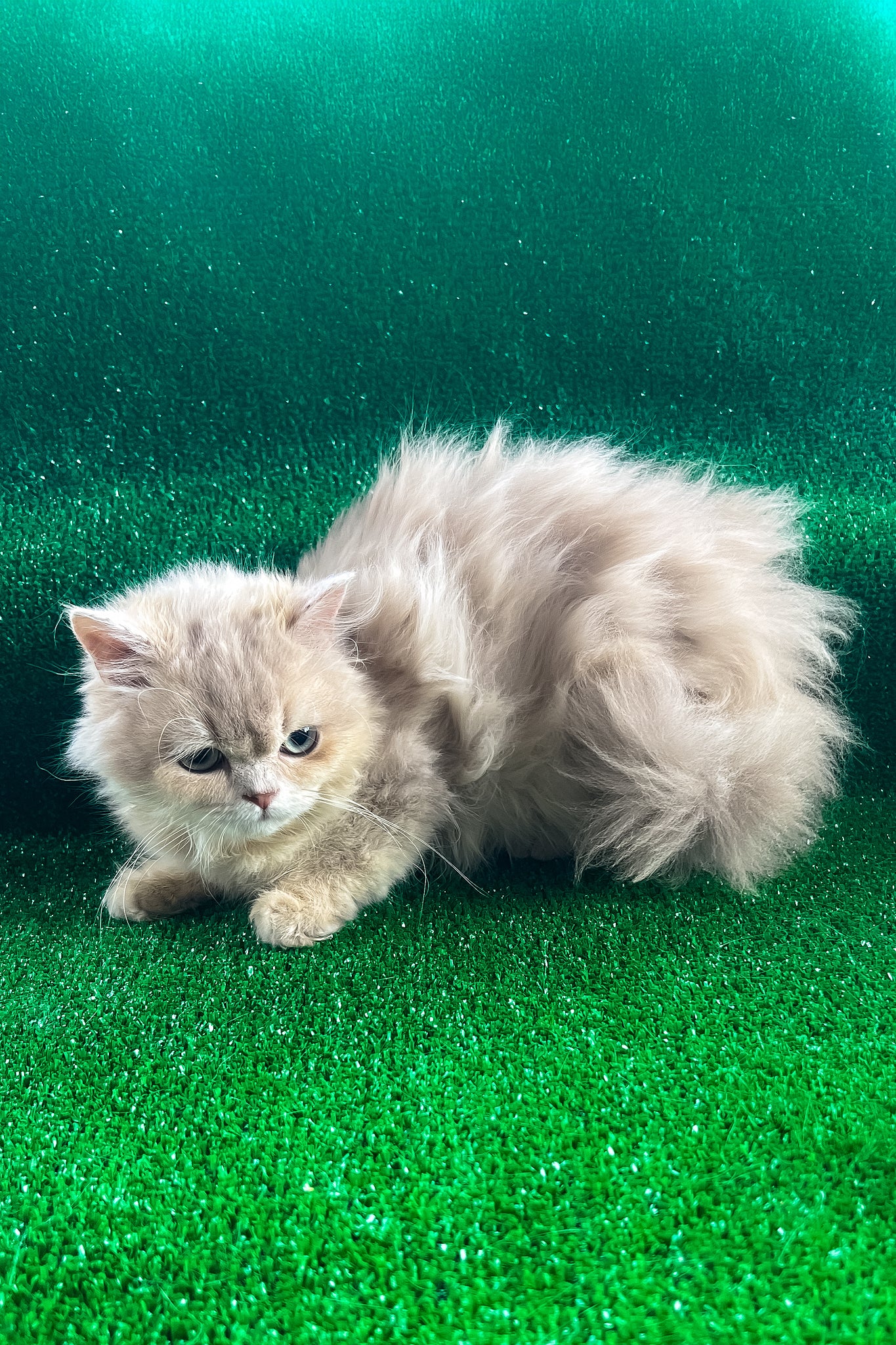 Dimon | British Longhair Kitten - Image 4