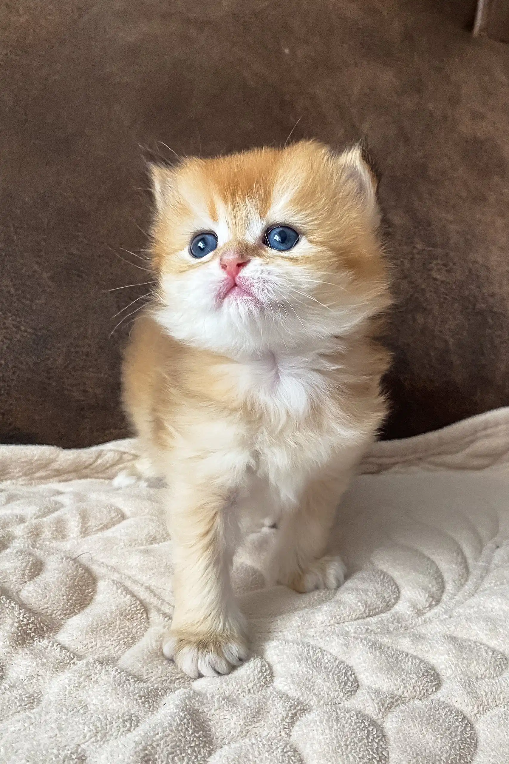 Dolce | British Longhair Kitten - Image 4